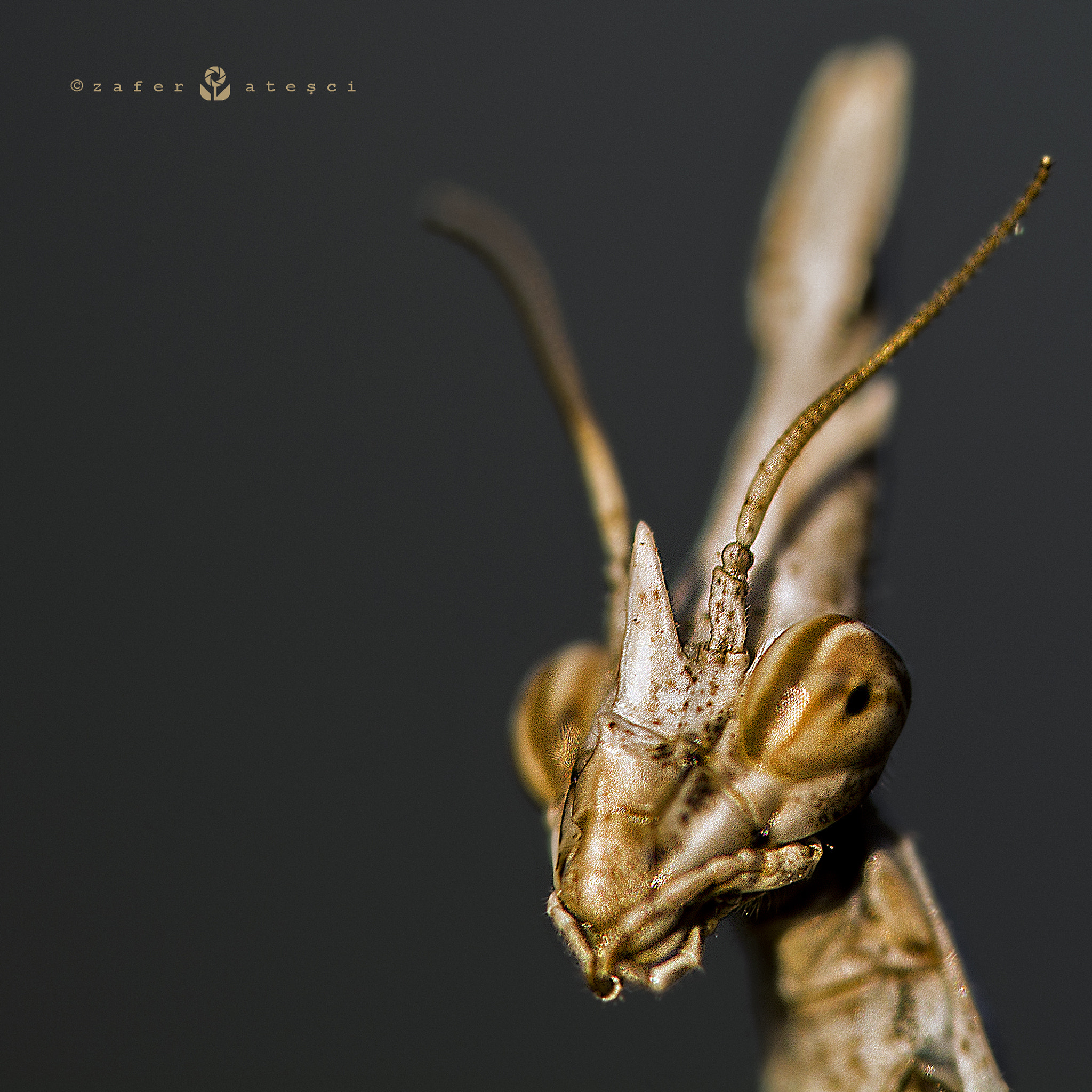 Sigma 150mm F2.8 EX DG Macro HSM sample photo. Unicorn mantis photography