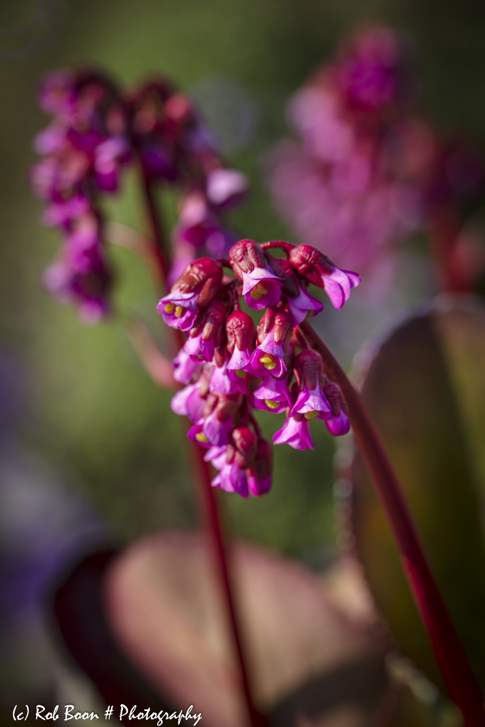 Canon EF 100mm F2.8L Macro IS USM sample photo. Bergenia cordifolia 2 photography
