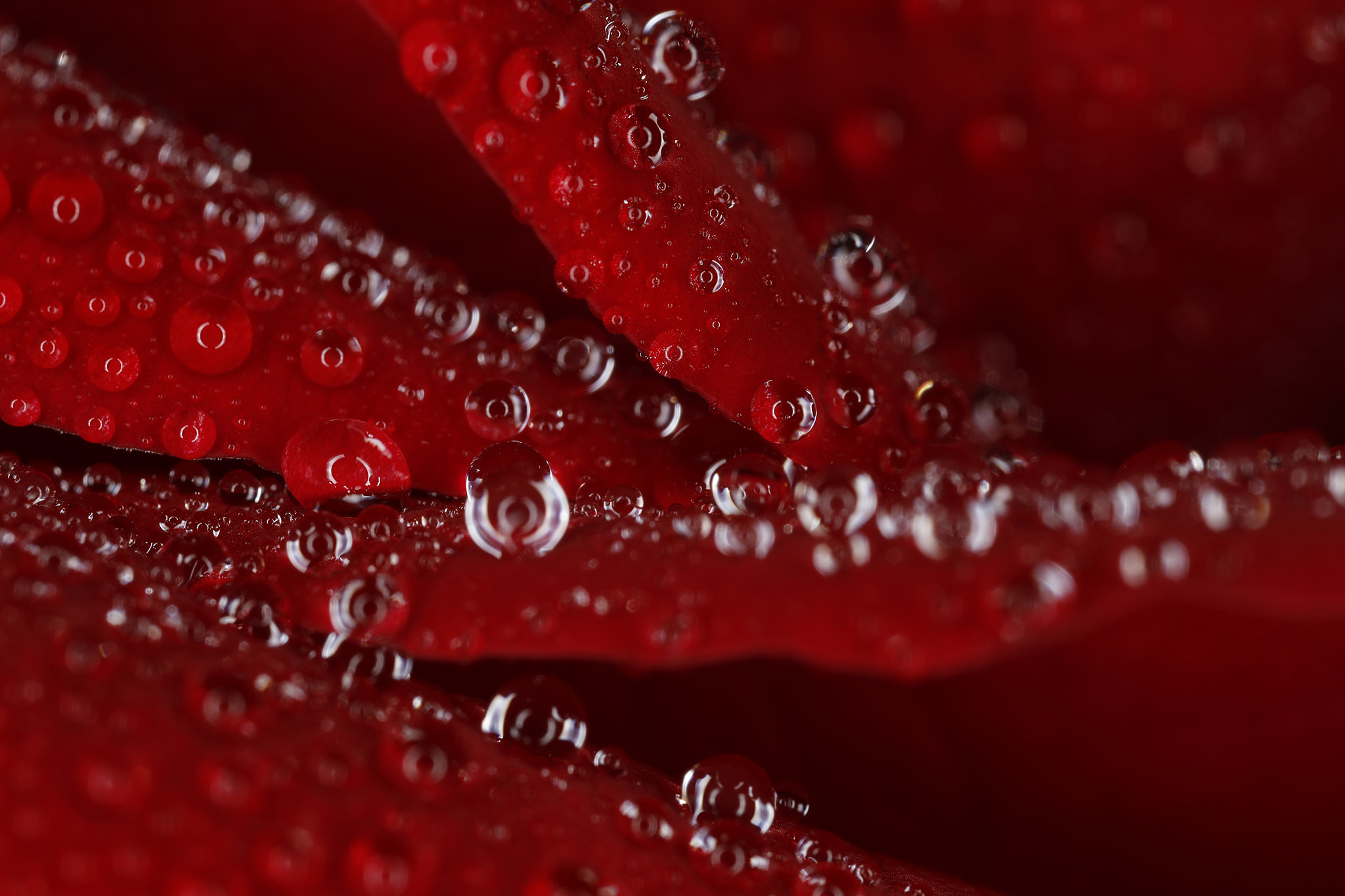 Canon MP-E 65mm F2.5 1-5x Macro Photo sample photo