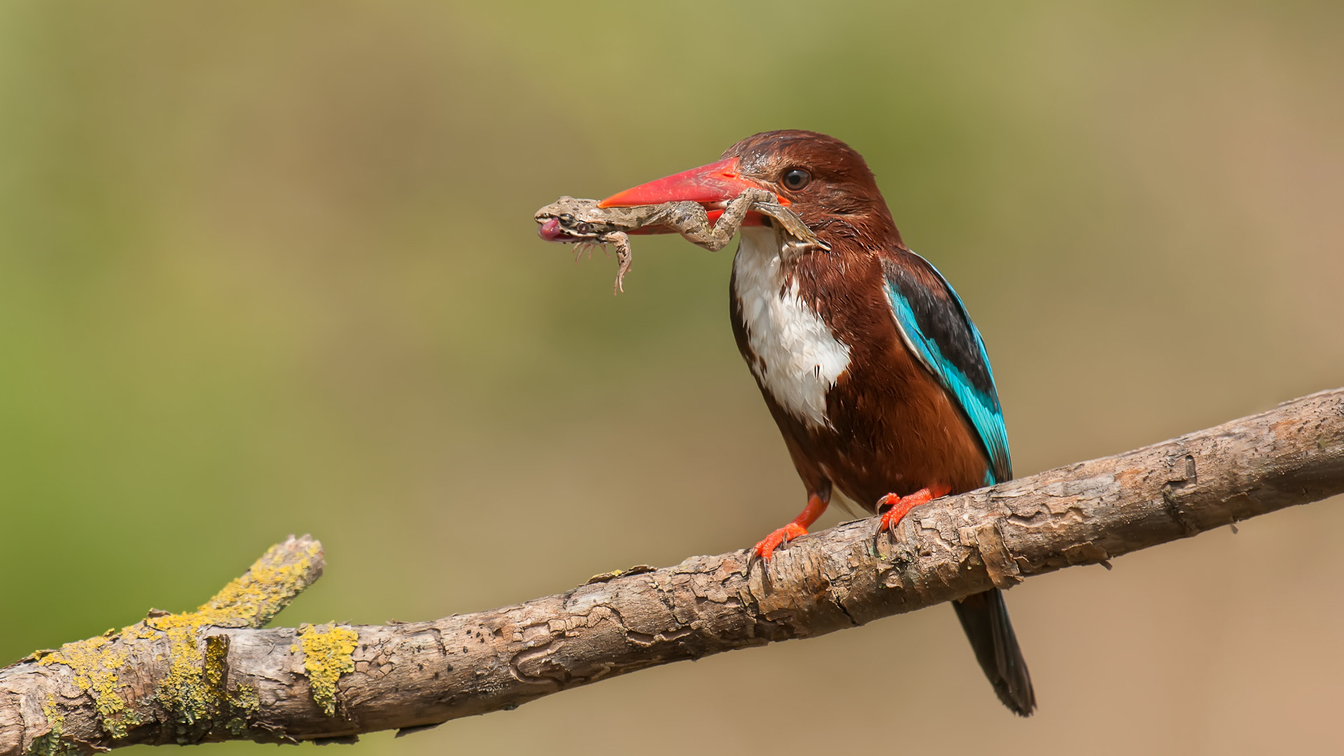 Nikon D300S sample photo. İzmir yalıçapkını » white-throated kingfisher » ha photography