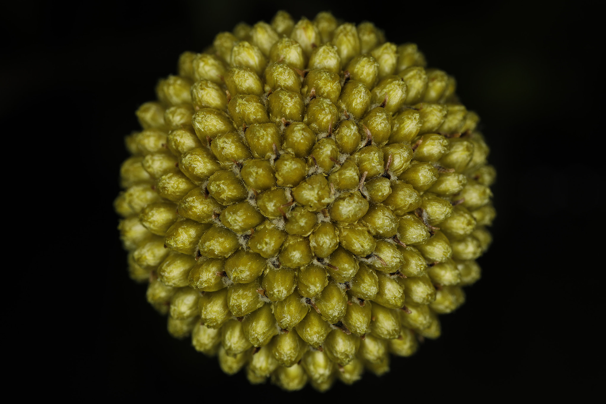Canon MP-E 65mm F2.5 1-5x Macro Photo sample photo