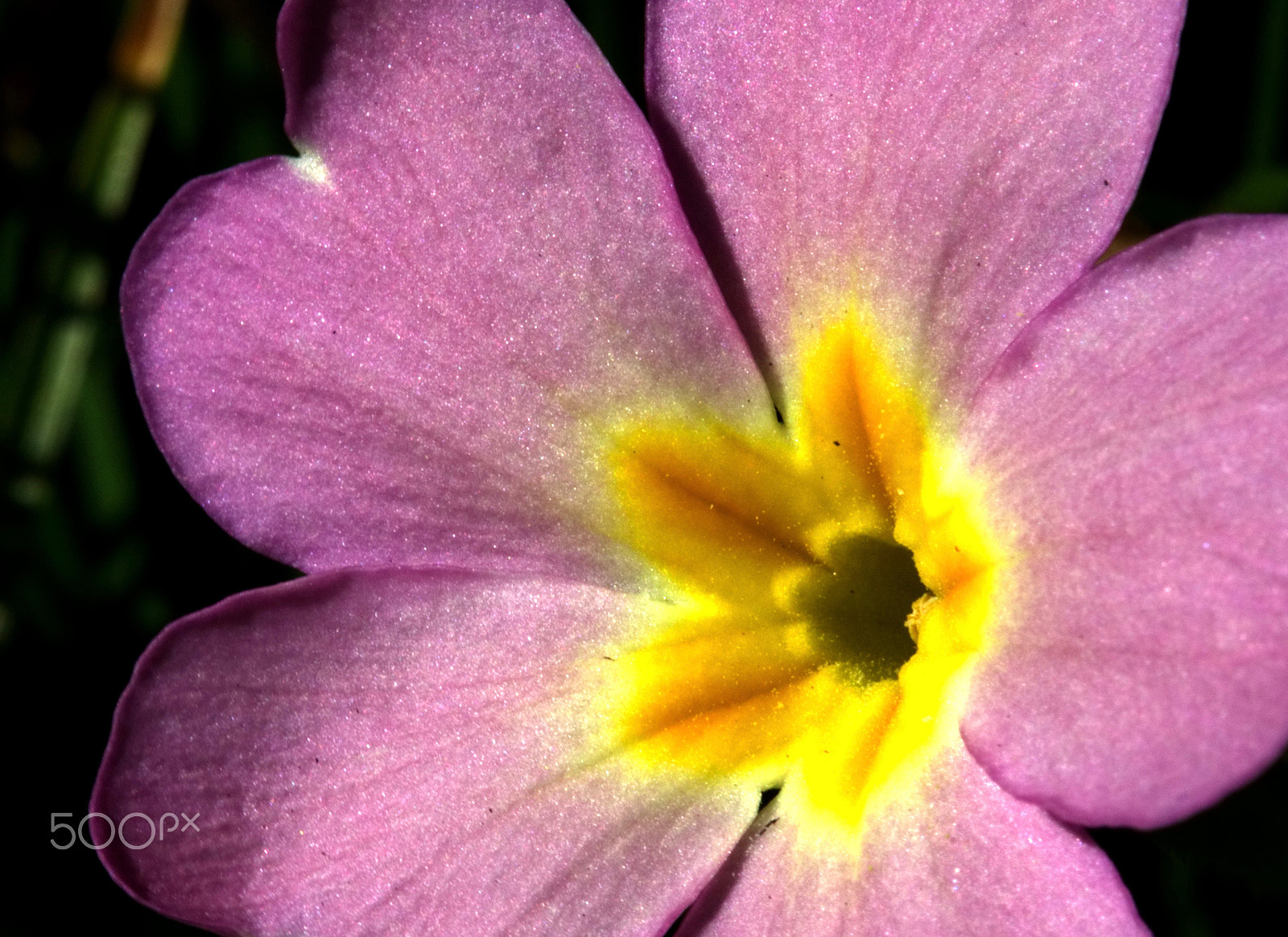 Canon EF 100mm F2.8L Macro IS USM sample photo. Flower power photography
