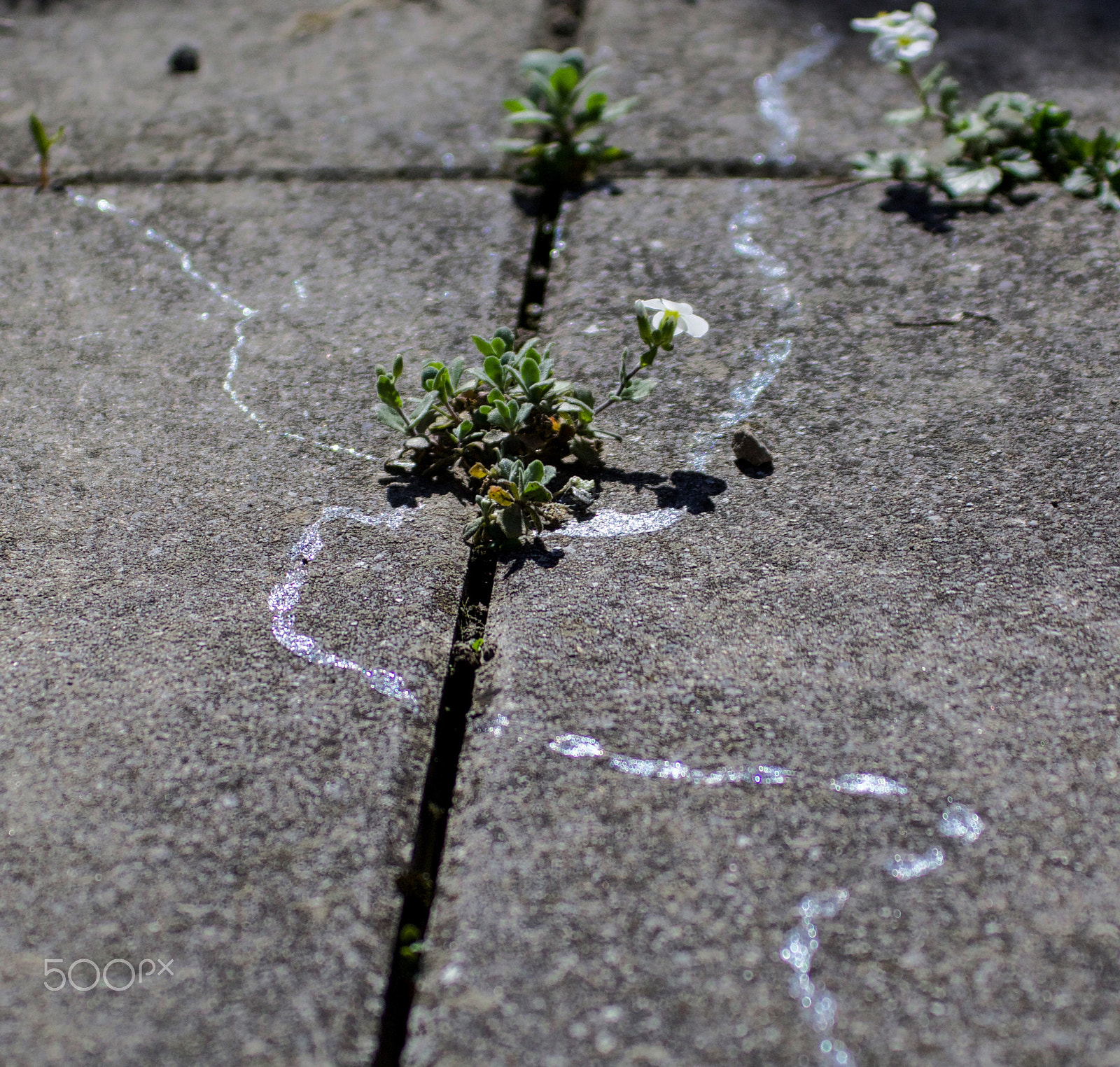 Canon EF 100-400mm F4.5-5.6L IS USM sample photo. Traces of slime photography