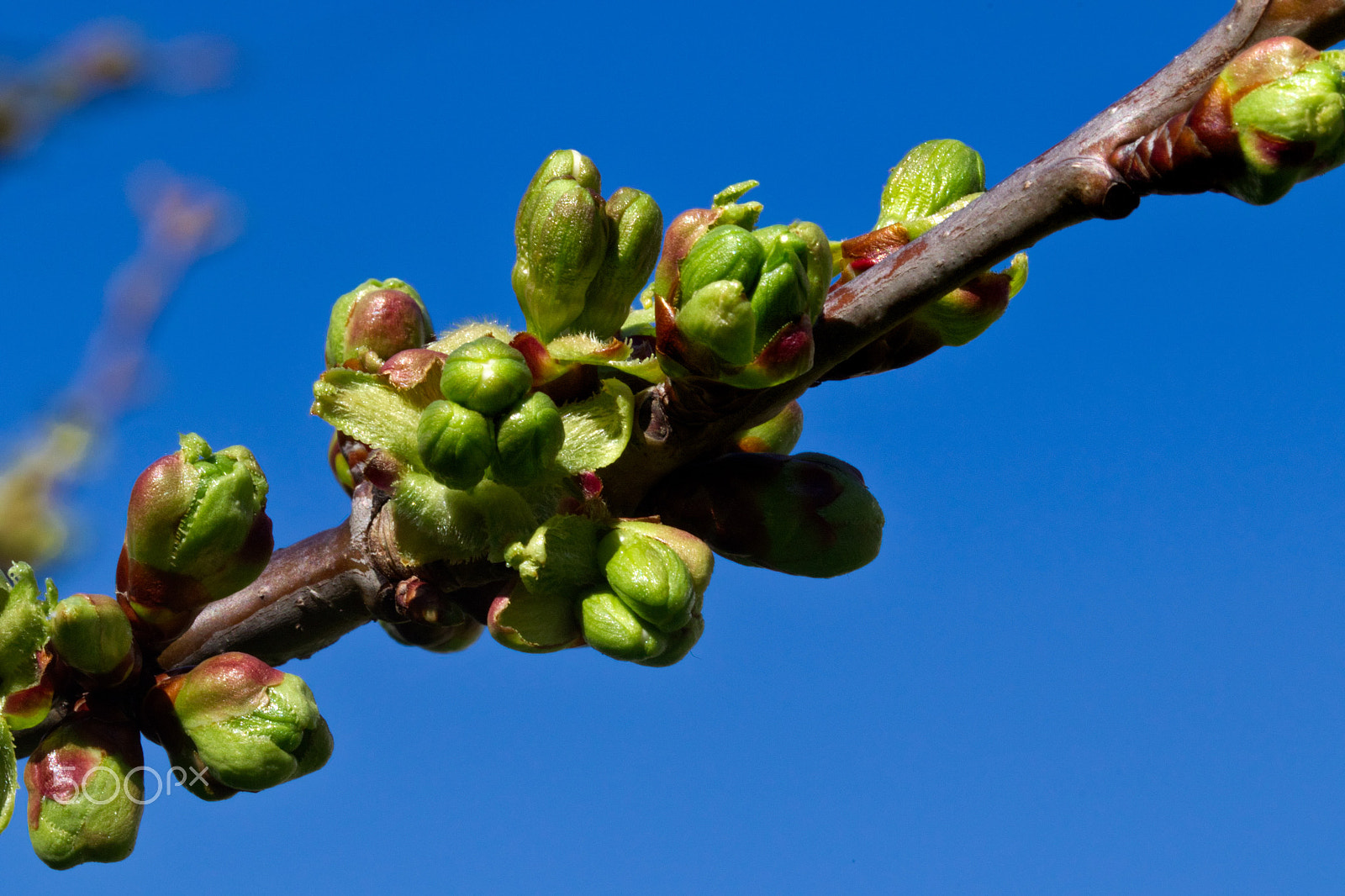 Canon EF 100mm F2.8L Macro IS USM sample photo. It's spring time photography