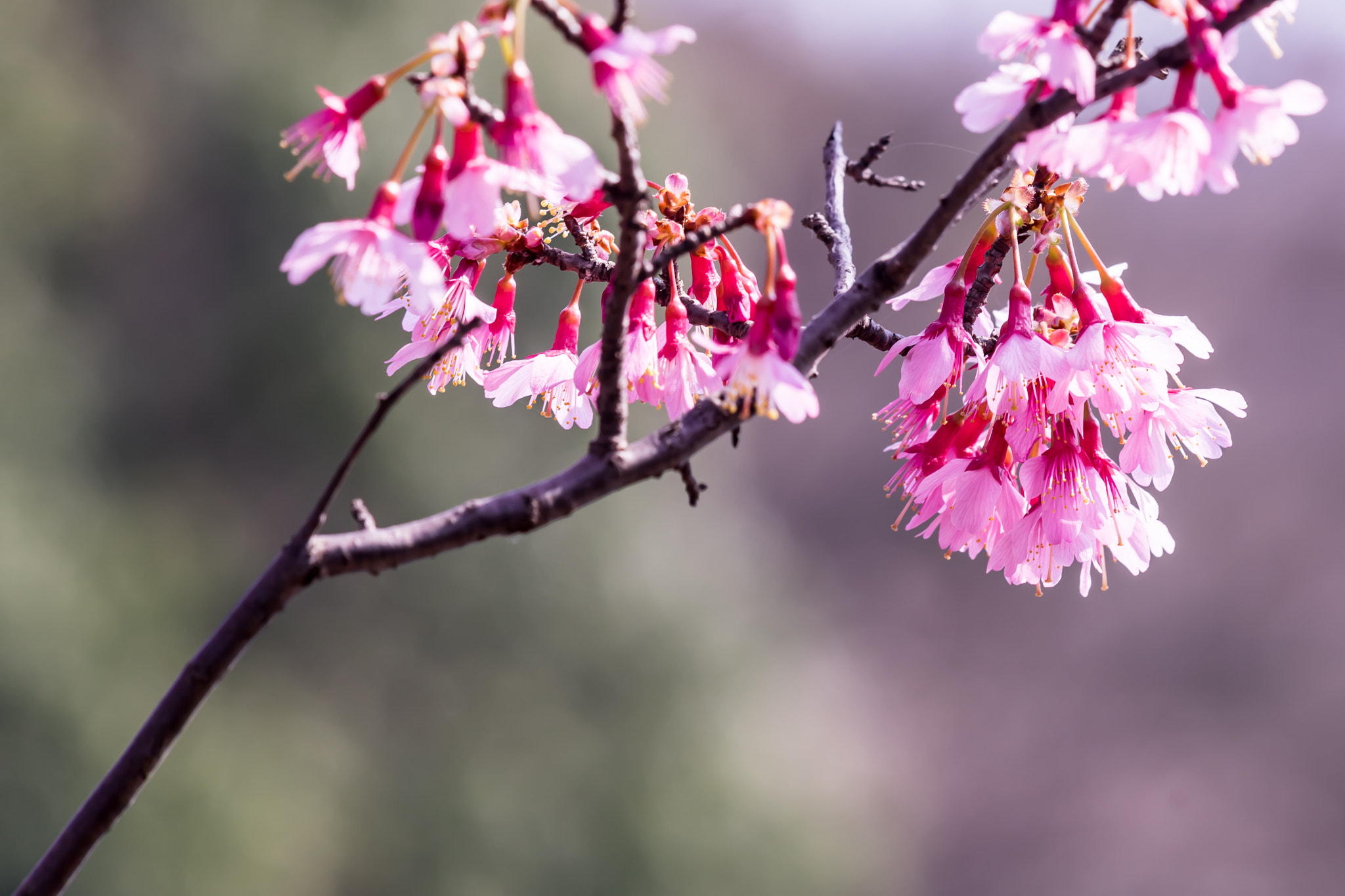 Sony a7 II sample photo. Okame cherry tree photography