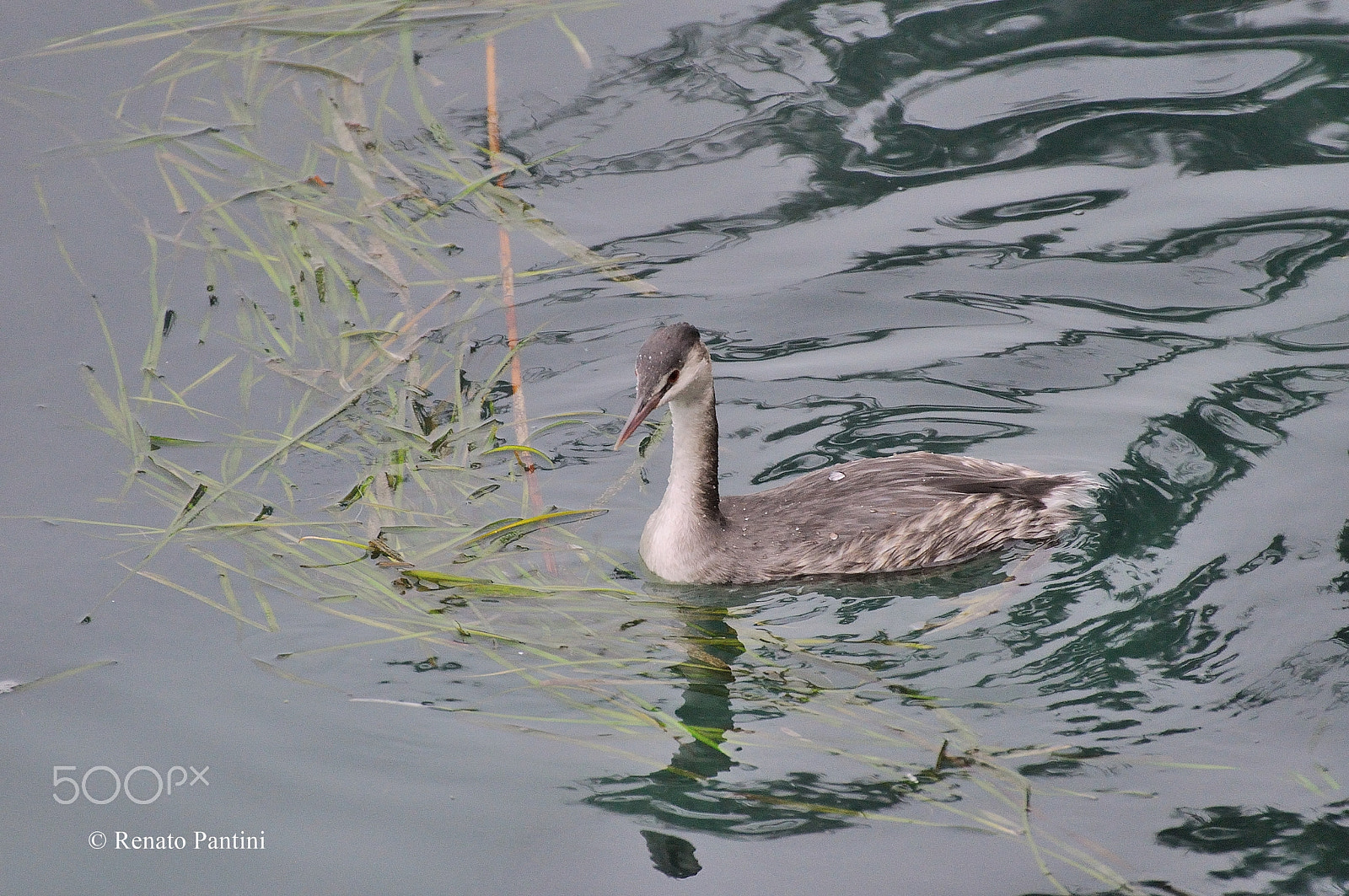 Nikon D5000 sample photo. Great crested grebe. photography