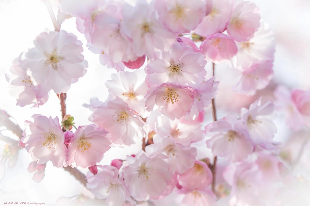 Sakura - Japanese cherry blossom by Alenka Krek on 500px.com