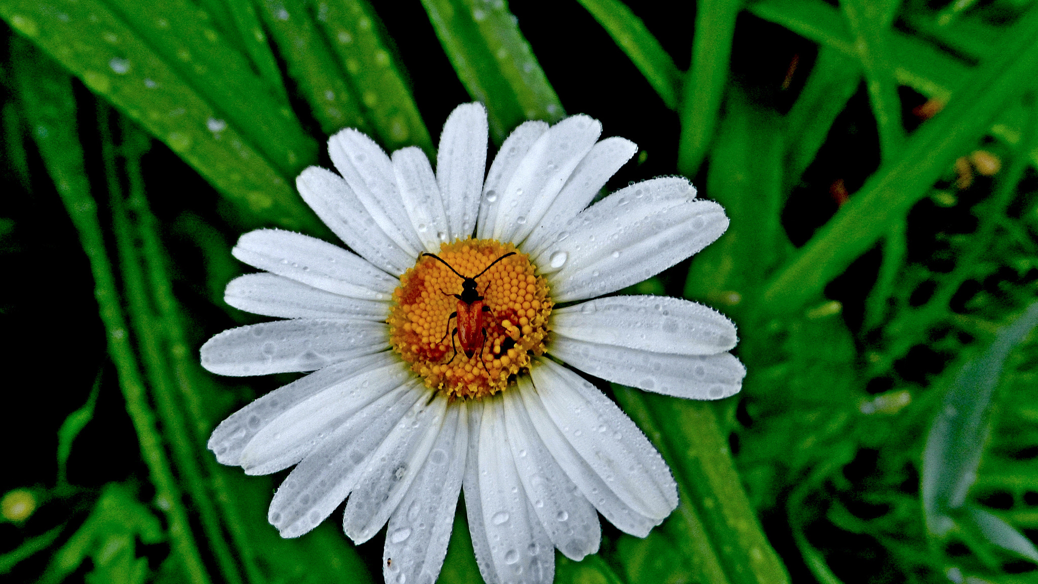 Samsung WB150 / WB150F / WB152 / WB152F / WB151 / WB151F / WB140 sample photo. Sam_5310-Промокший за ночь photography