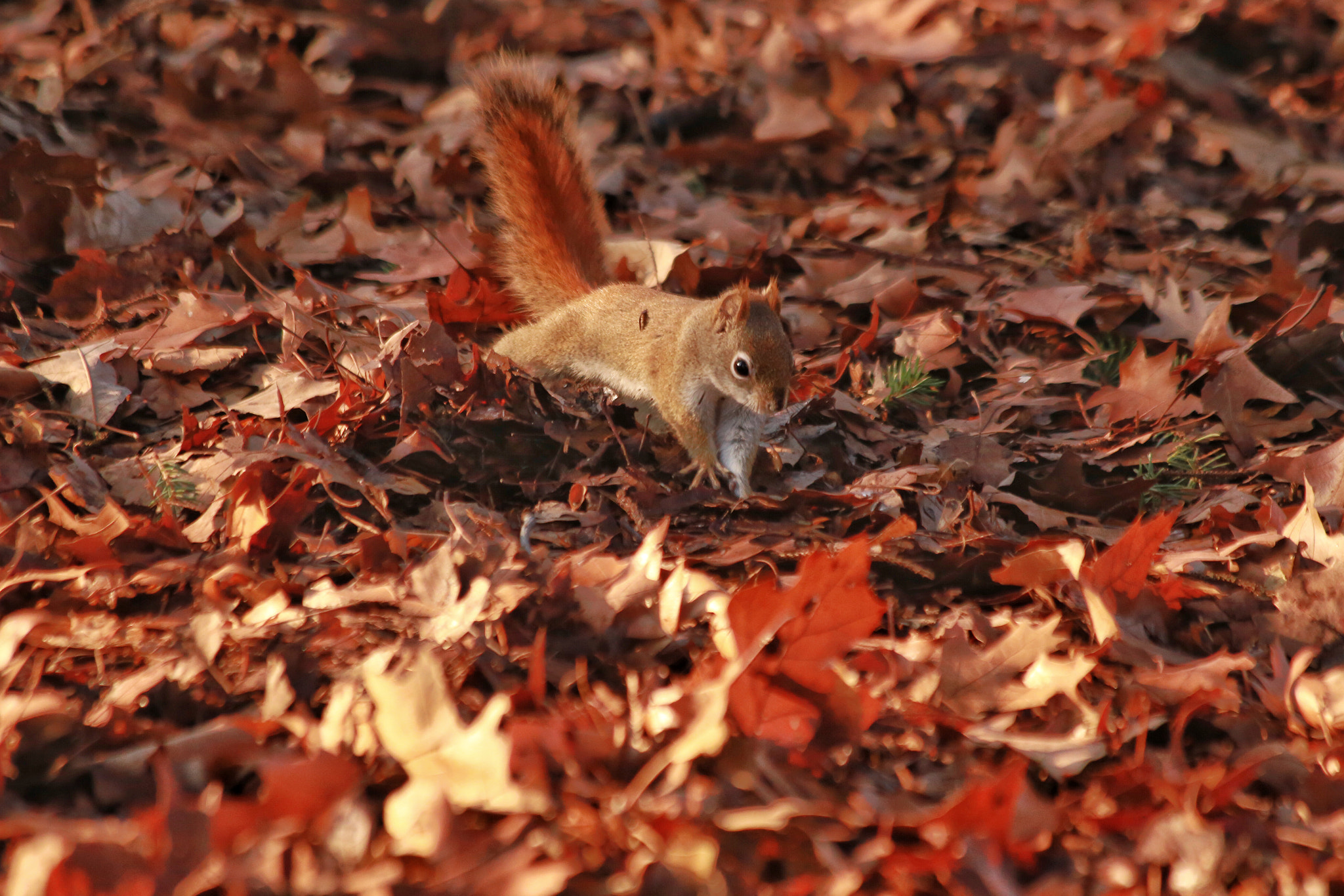 Canon EF 70-300mm F4-5.6 IS USM sample photo