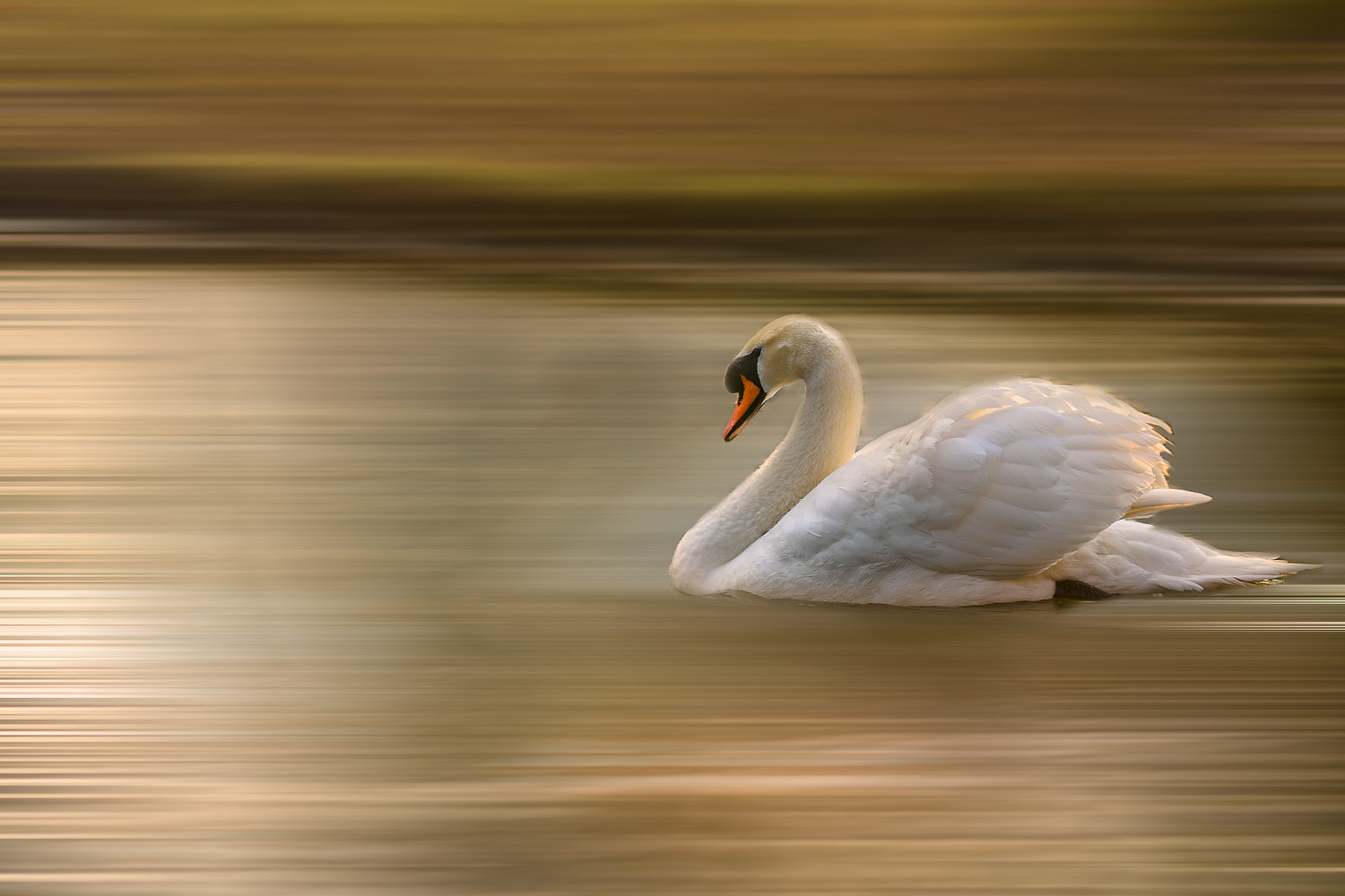 Nikon D7200 sample photo. Swan photography
