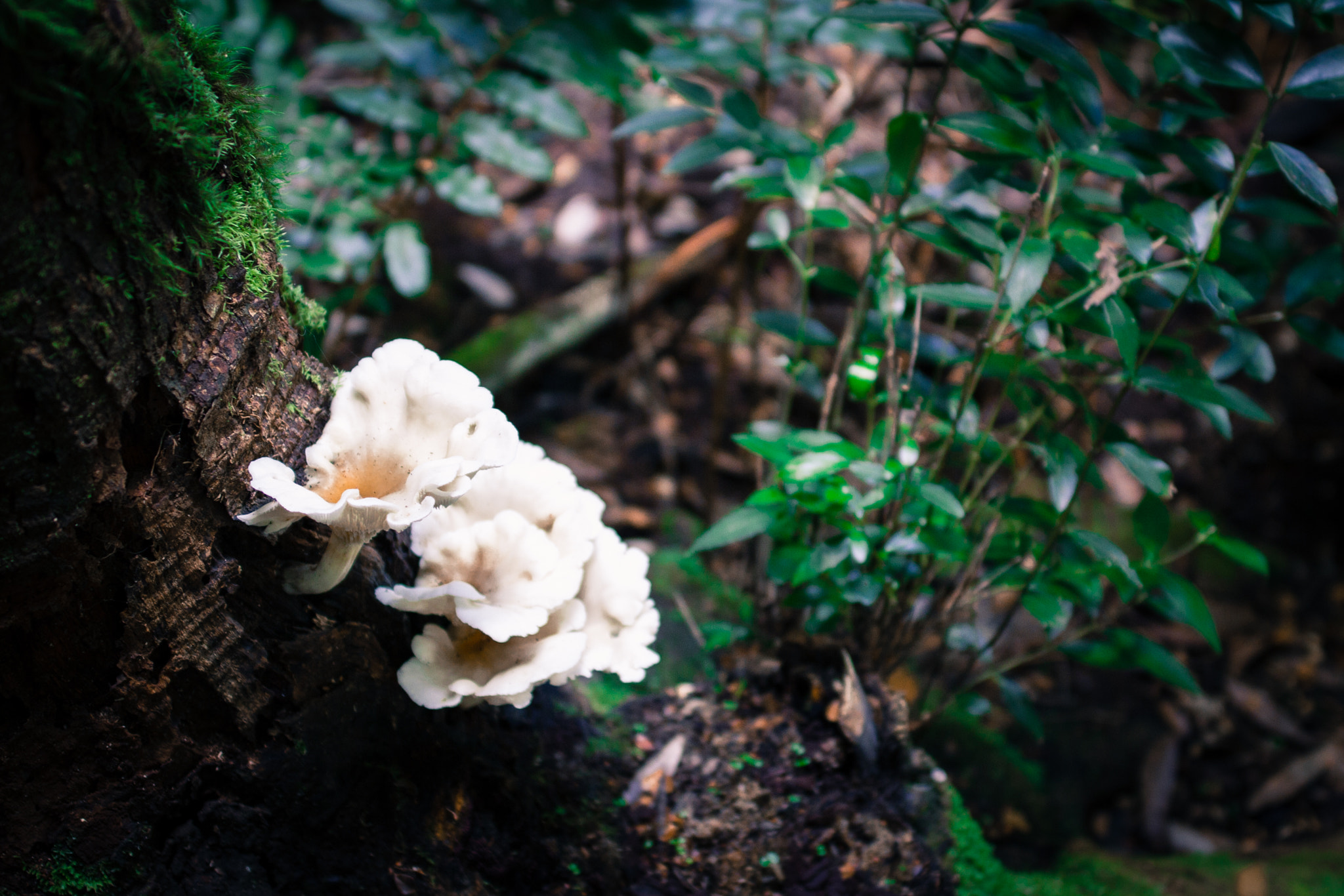 Canon EF 35mm F1.4L II USM sample photo. Mt donna buang photography