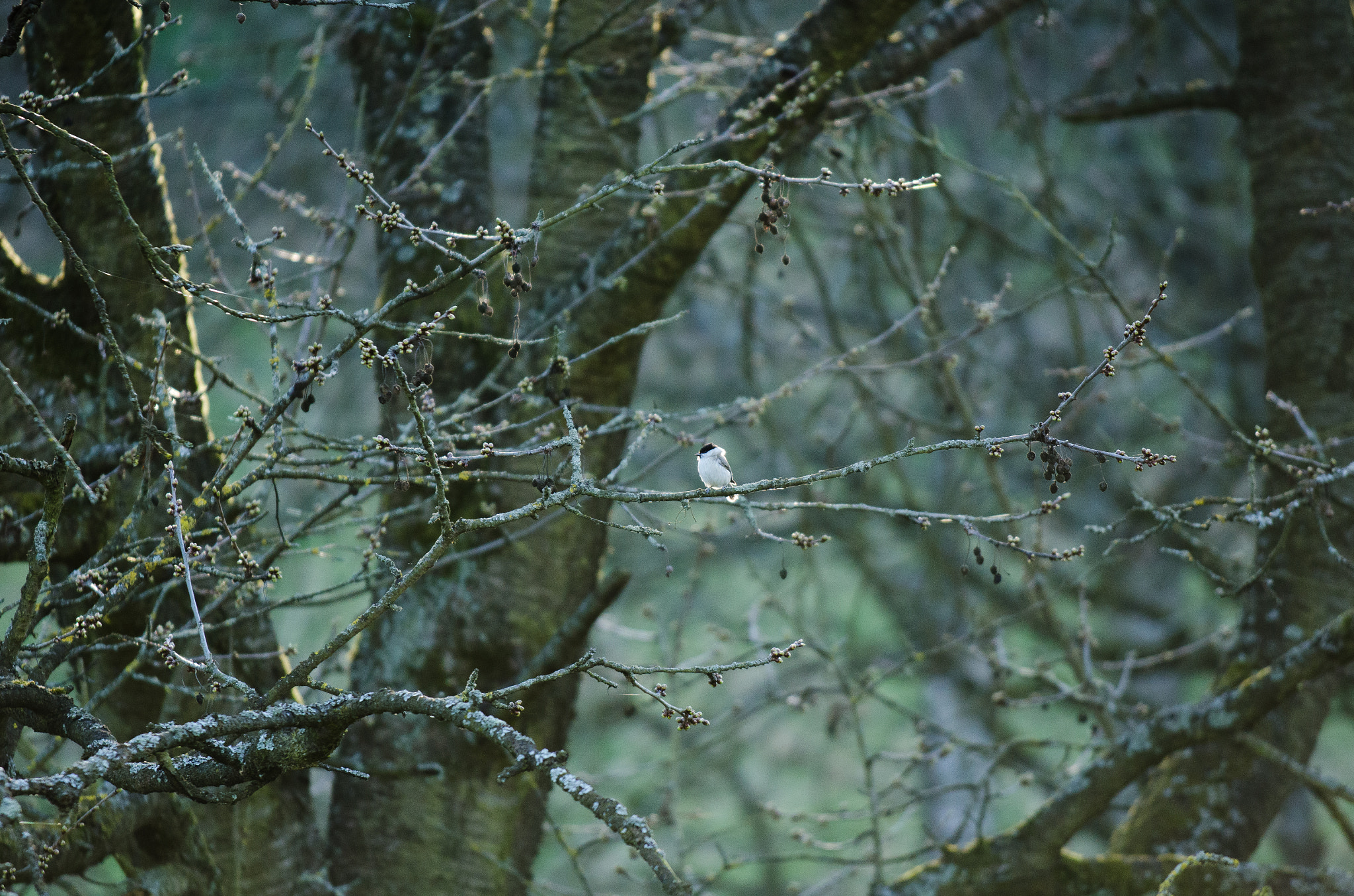 Nikon AF-S Nikkor 70-200mm F4G ED VR sample photo. Little bird photography