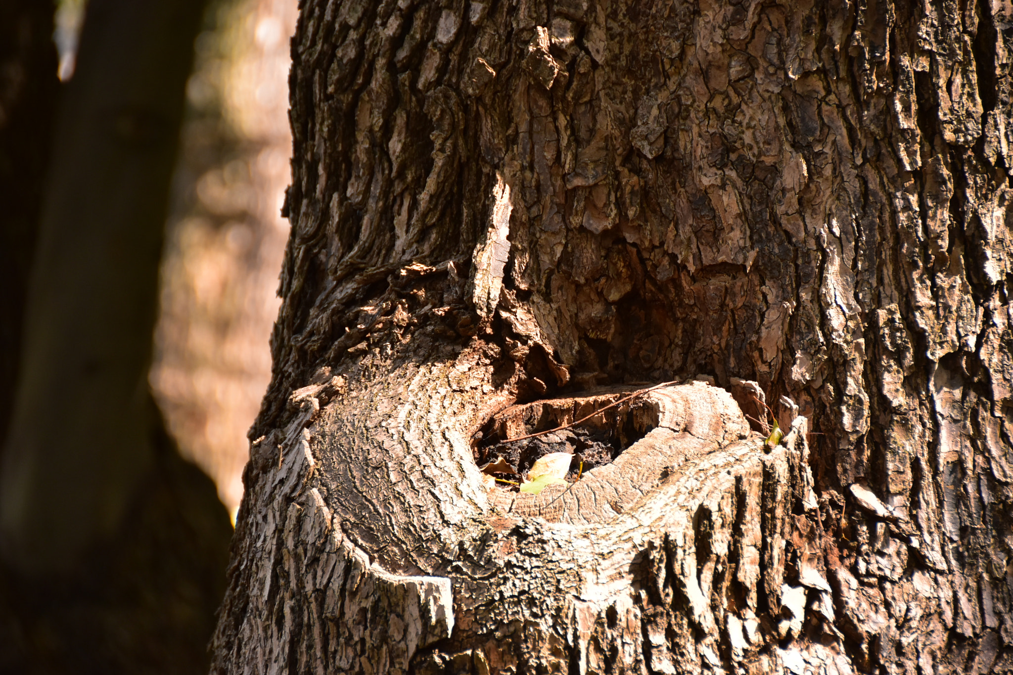 Nikon D5500 sample photo. Fairy's bench photography