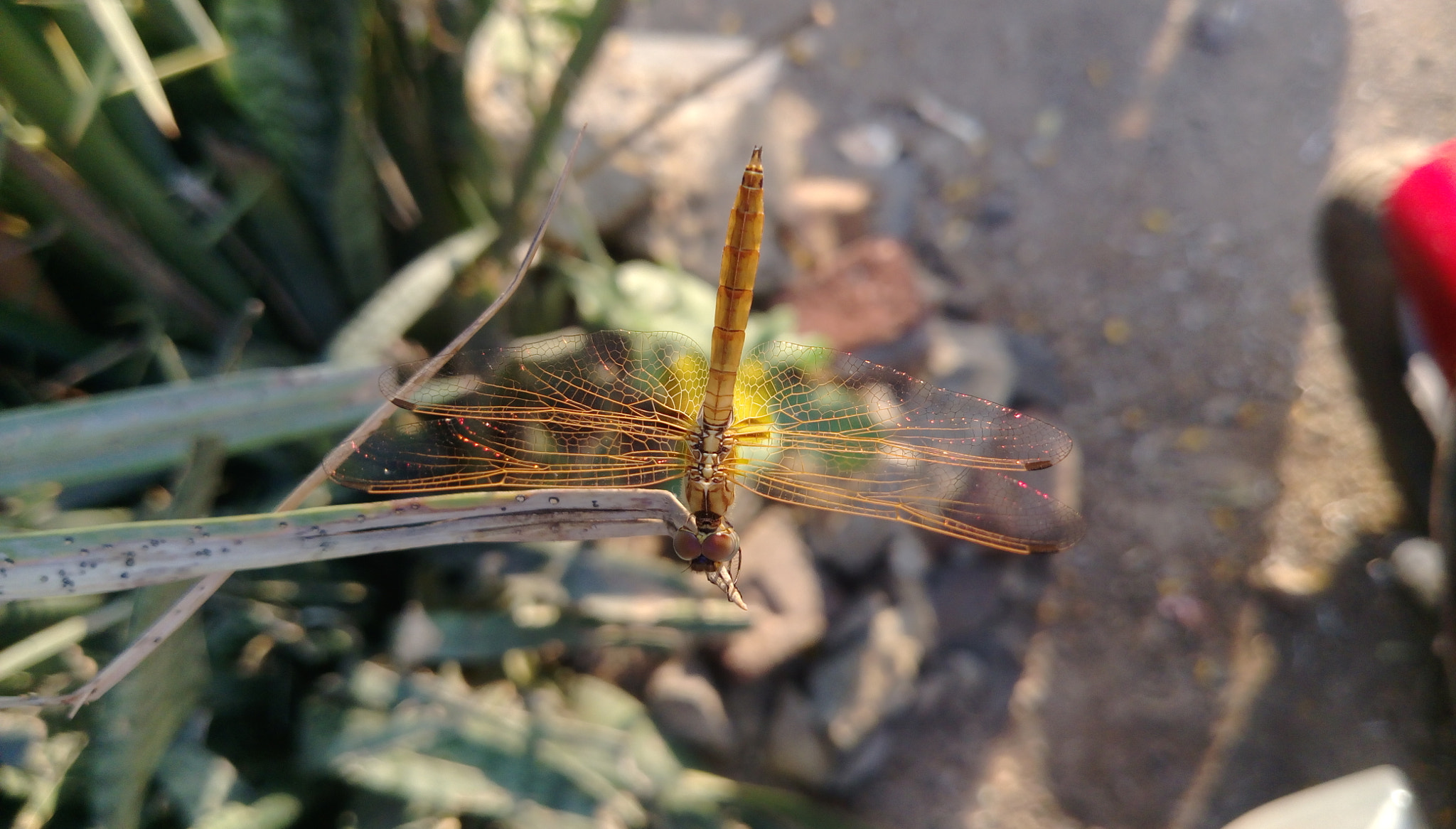 HTC DESIRE 828 DUAL SIM sample photo. #dragonfly photography