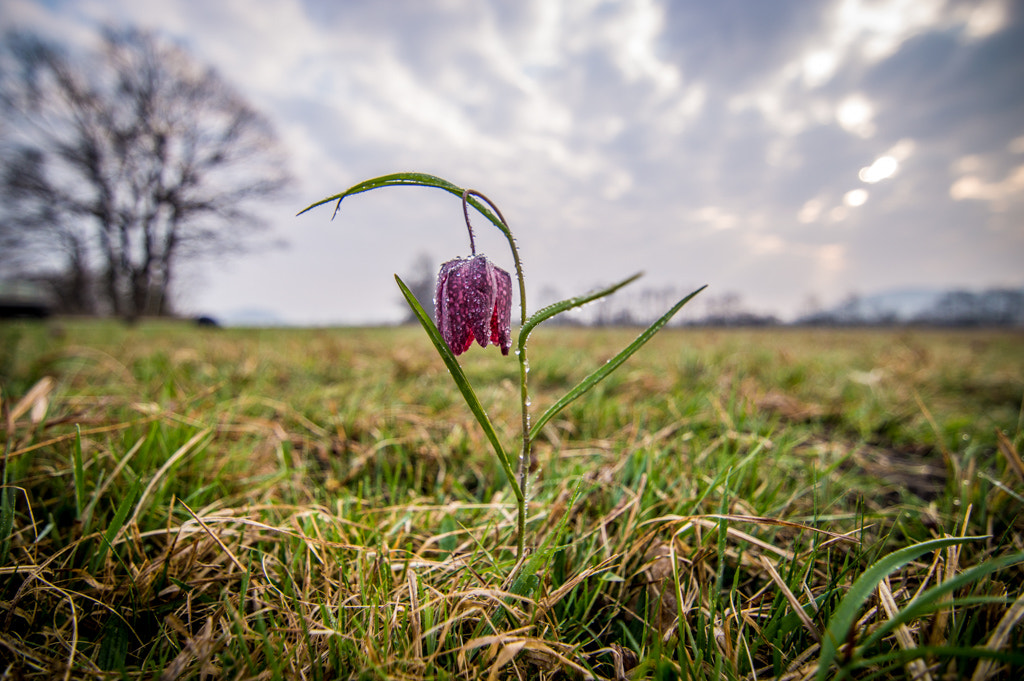 Nikon D3200 sample photo. Spring is comming photography