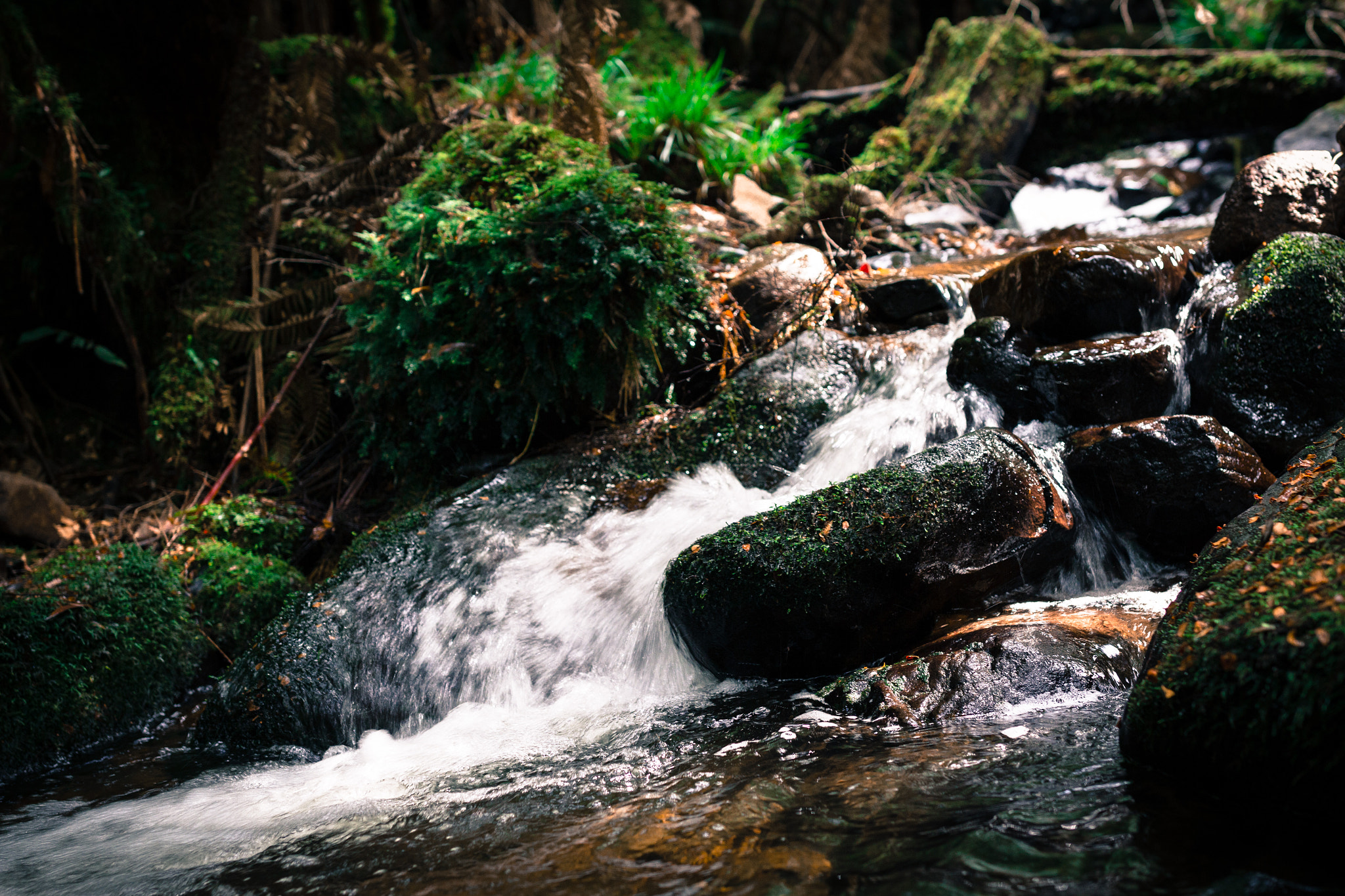 Canon EF 35mm F1.4L II USM sample photo. Mt donna buang photography