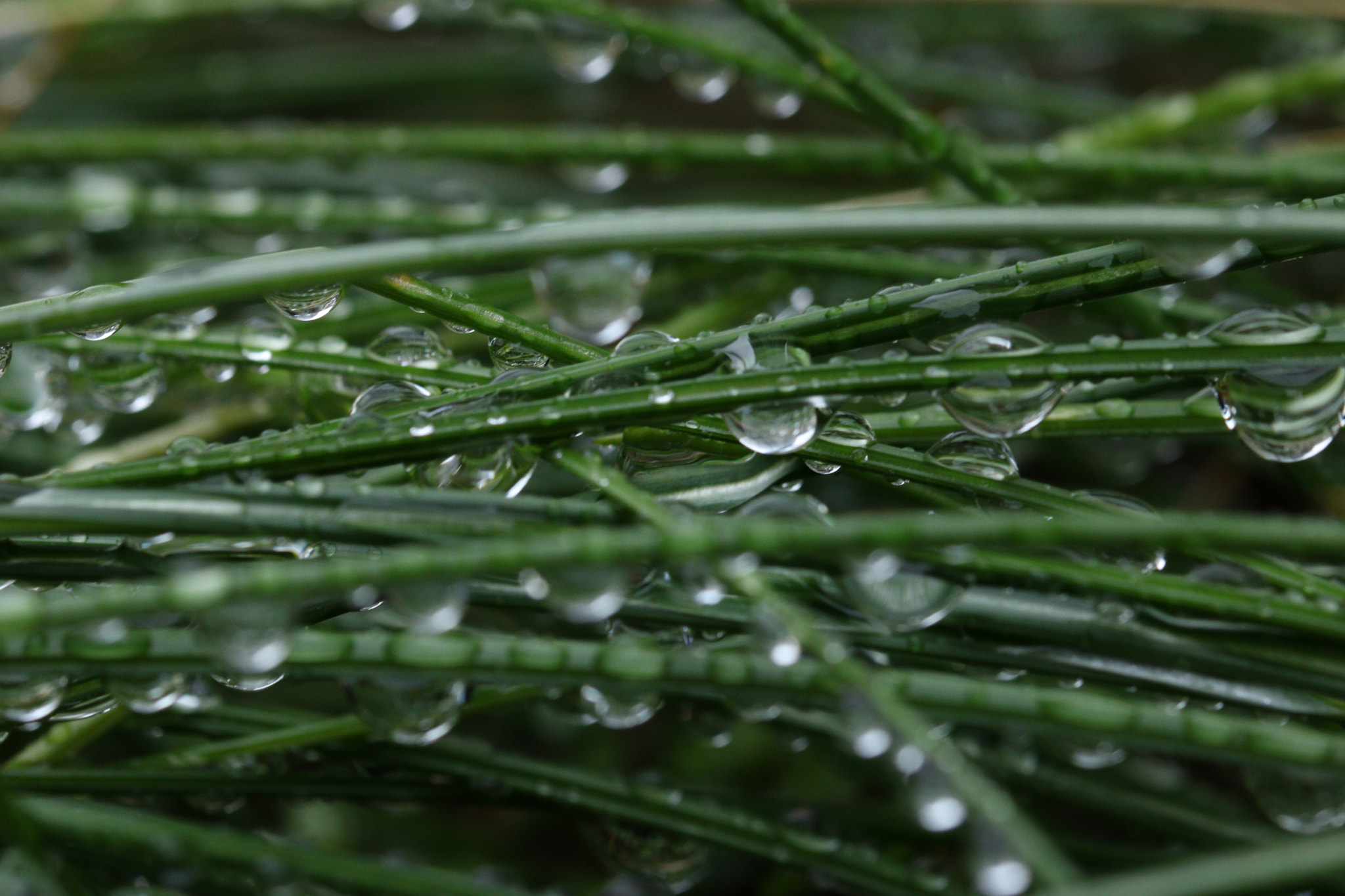 Canon EOS 760D (EOS Rebel T6s / EOS 8000D) + Canon EF 100mm F2.8L Macro IS USM sample photo. Beautiful water drops photography