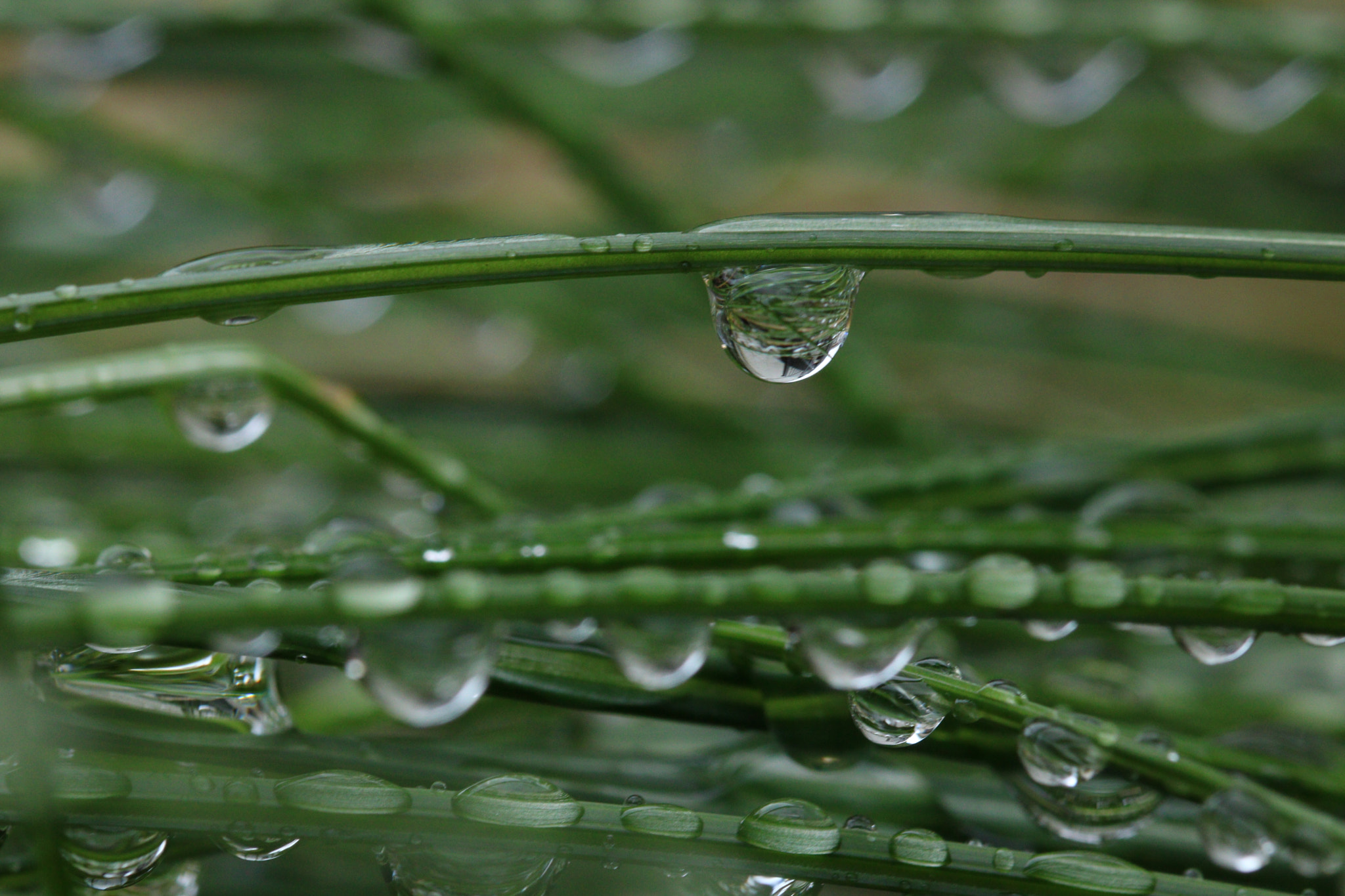 Canon EOS 760D (EOS Rebel T6s / EOS 8000D) + Canon EF 100mm F2.8L Macro IS USM sample photo. Beautiful water drops photography