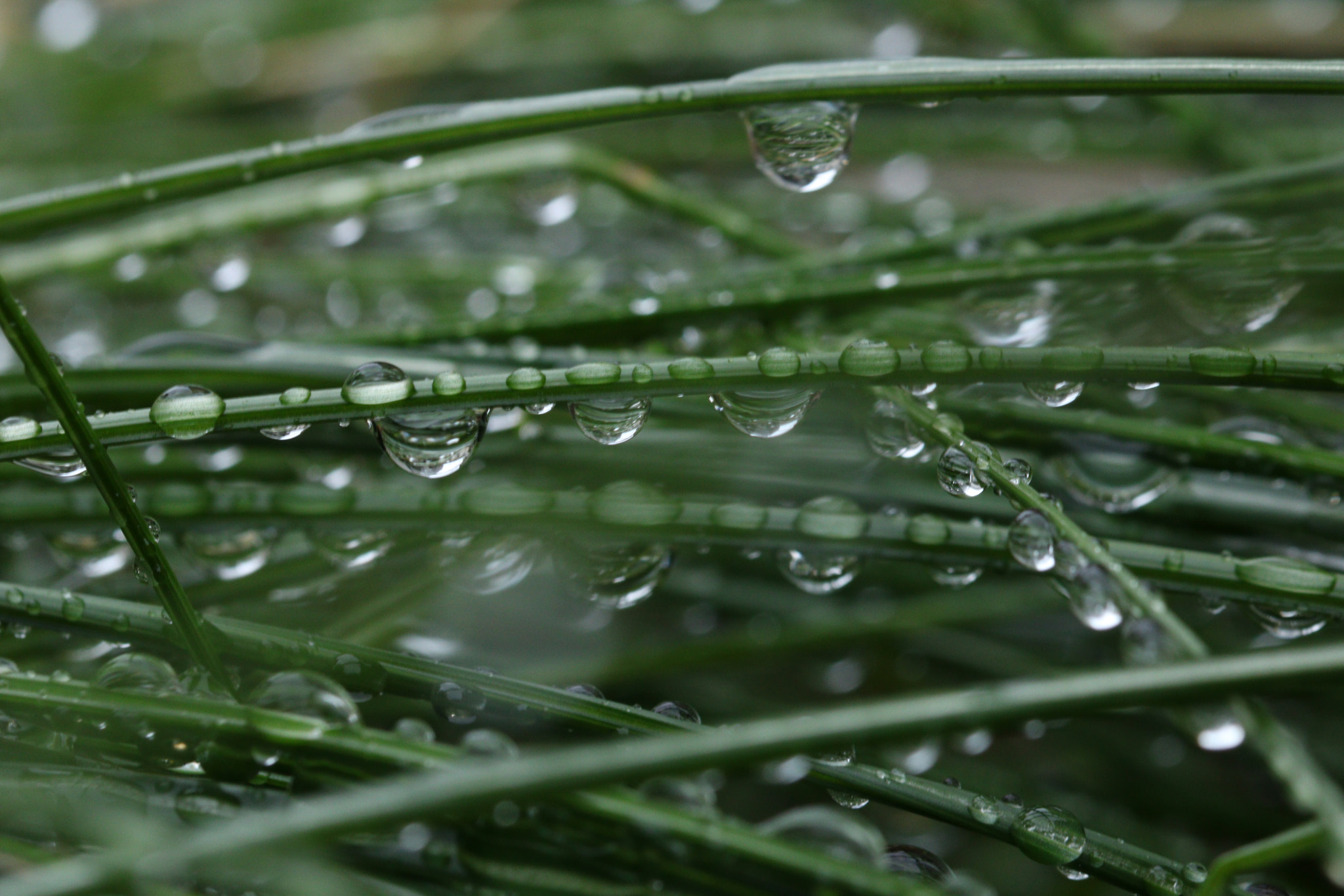 Canon EOS 760D (EOS Rebel T6s / EOS 8000D) + Canon EF 100mm F2.8L Macro IS USM sample photo. Beautiful water drops photography