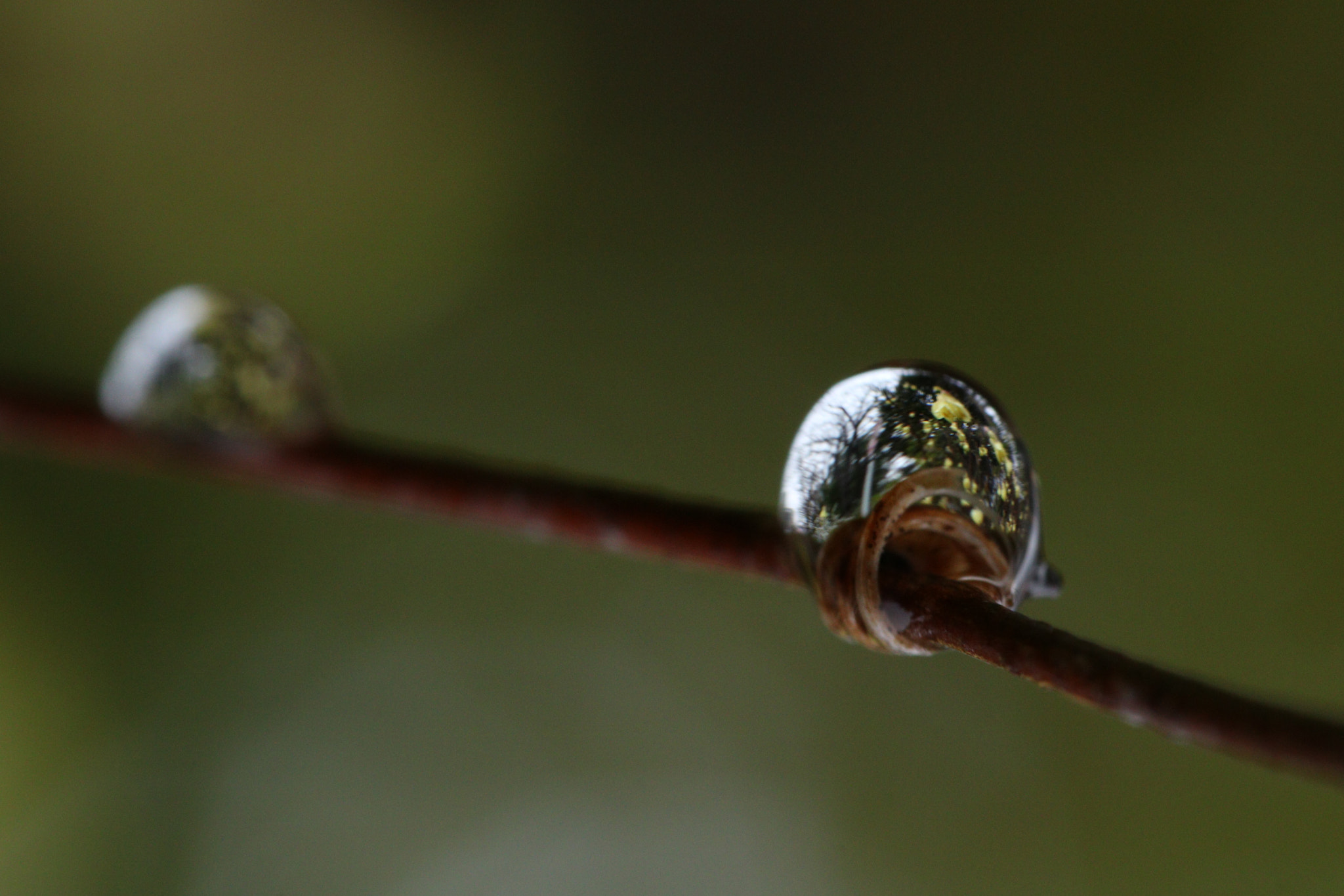 Canon EOS 760D (EOS Rebel T6s / EOS 8000D) + Canon EF 100mm F2.8L Macro IS USM sample photo. Beautiful water drops photography