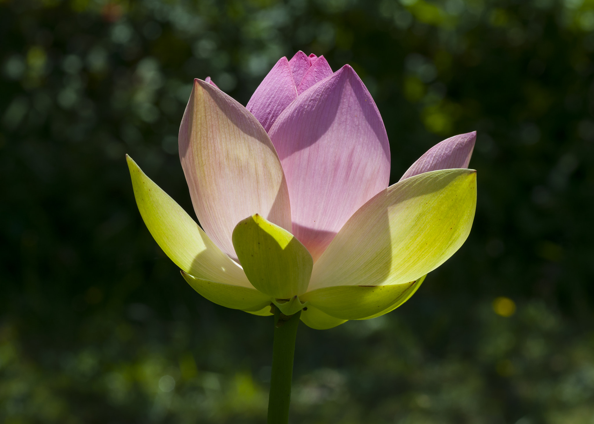 Nikon D90 sample photo. Flower photography