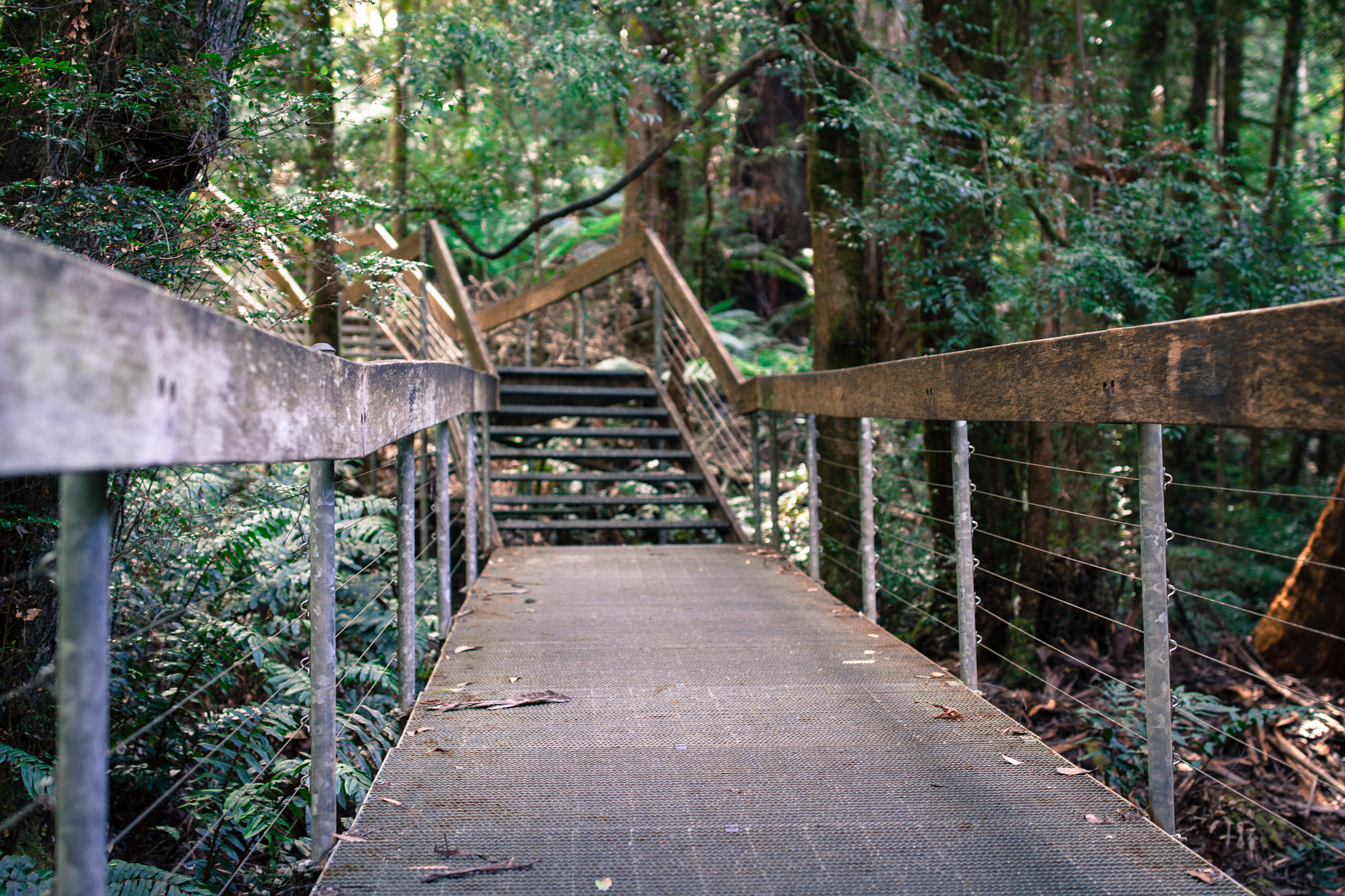 Canon EF 35mm F1.4L II USM sample photo. Mt donna buang photography