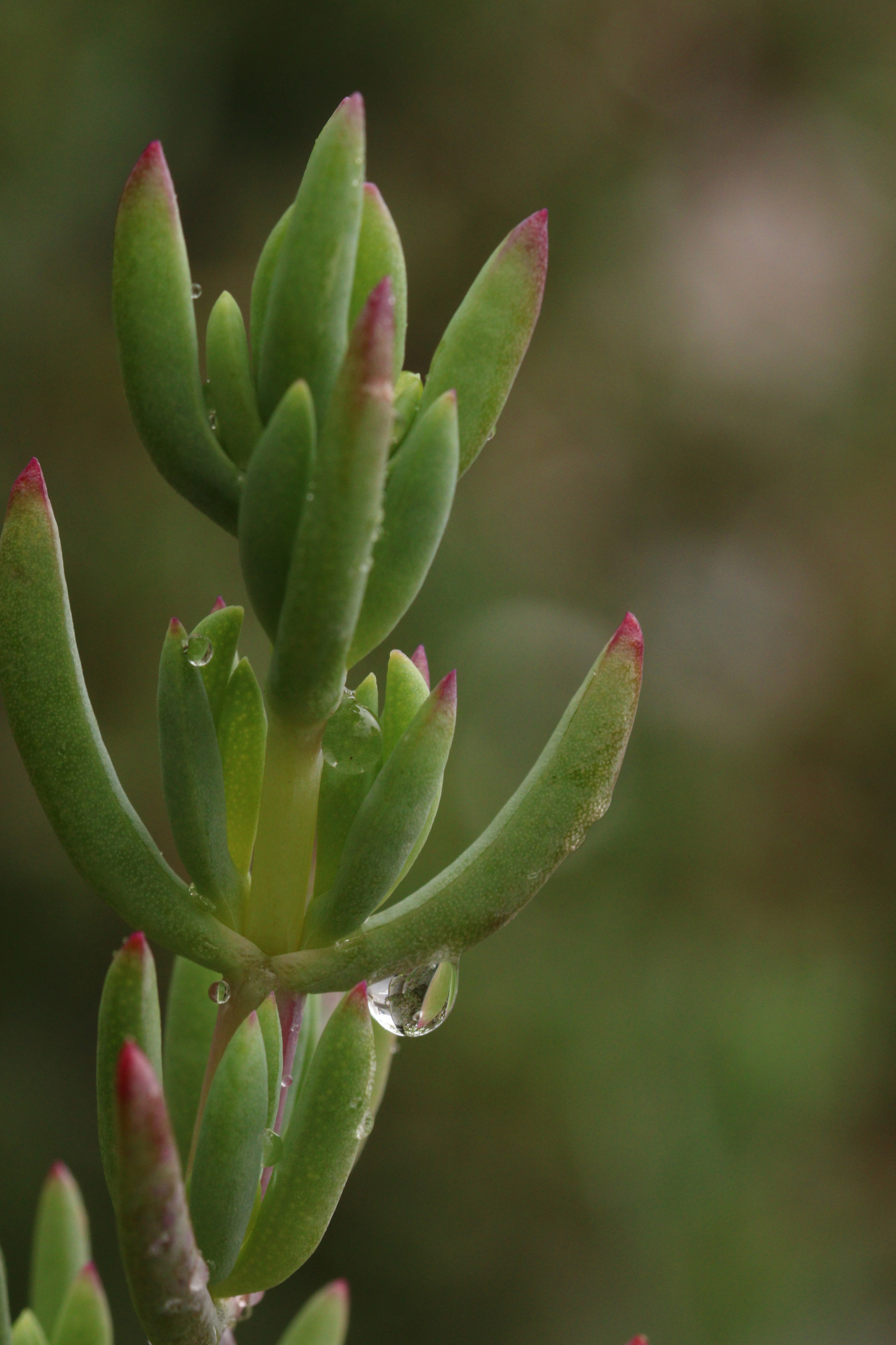 Canon EOS 760D (EOS Rebel T6s / EOS 8000D) + Canon EF 100mm F2.8L Macro IS USM sample photo. Beautiful water drops photography