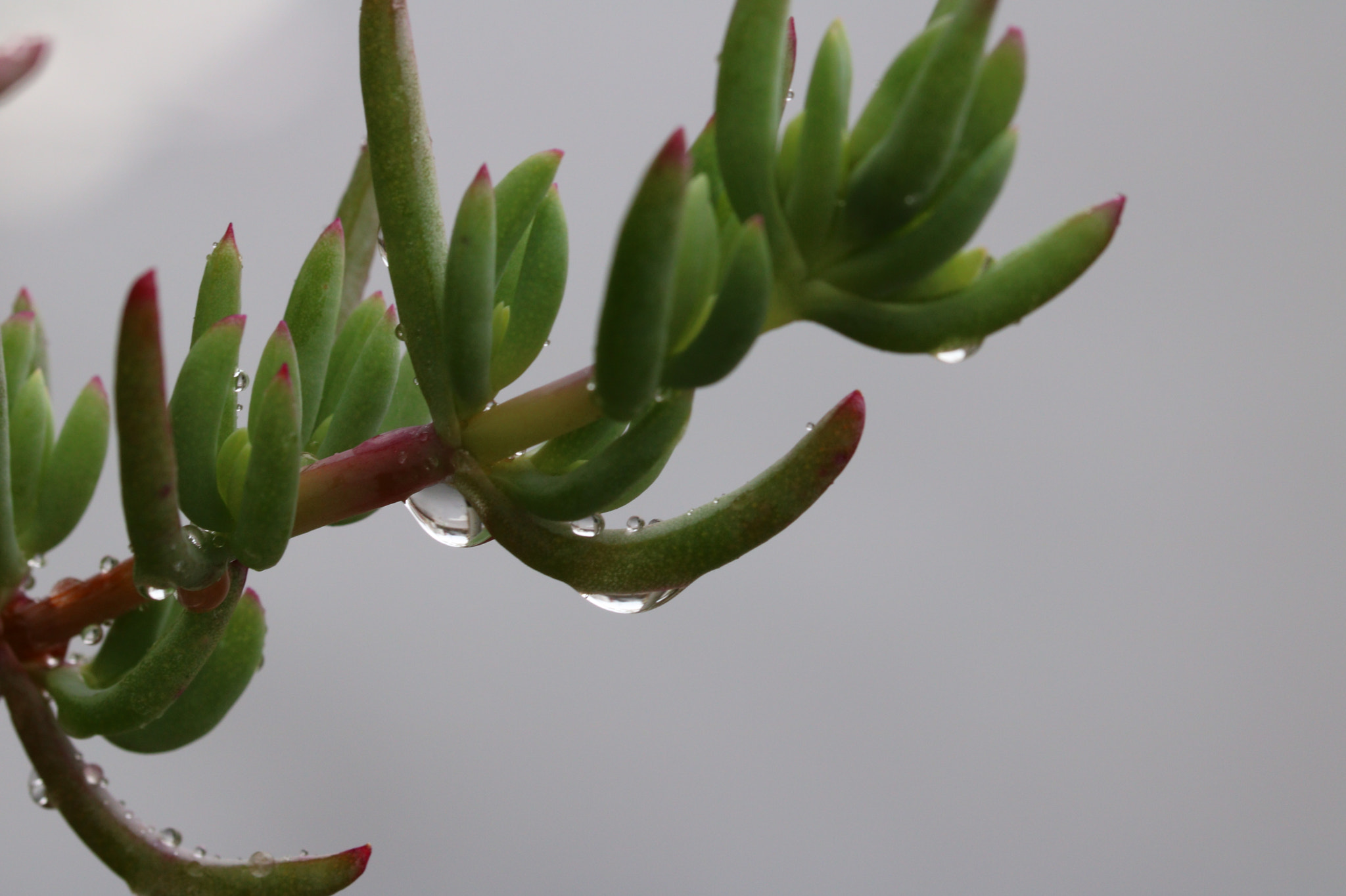 Canon EOS 760D (EOS Rebel T6s / EOS 8000D) + Canon EF 100mm F2.8L Macro IS USM sample photo. Beautiful water drops photography