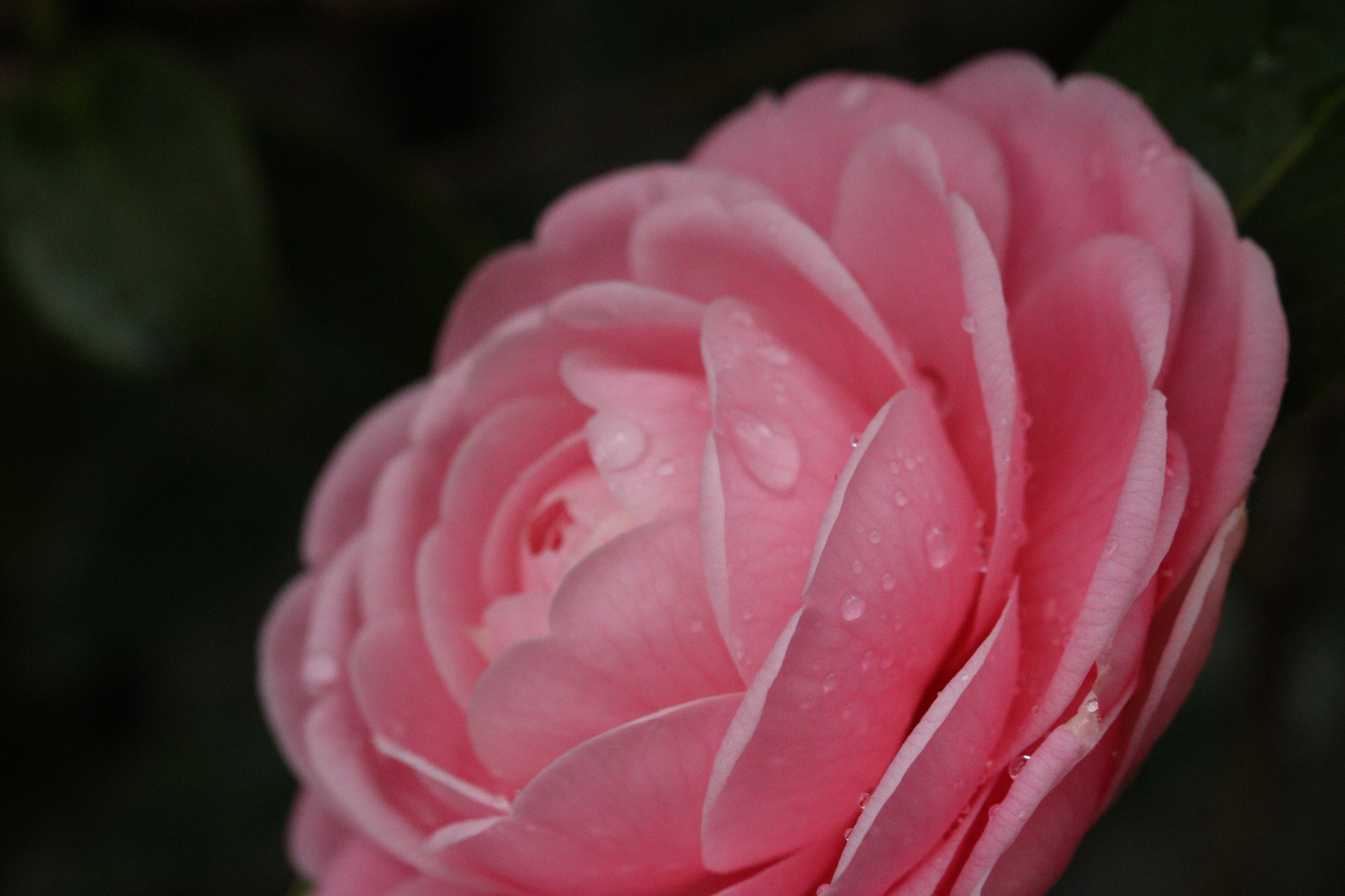 Canon EOS 760D (EOS Rebel T6s / EOS 8000D) + Canon EF 100mm F2.8L Macro IS USM sample photo. Beautiful water drops photography