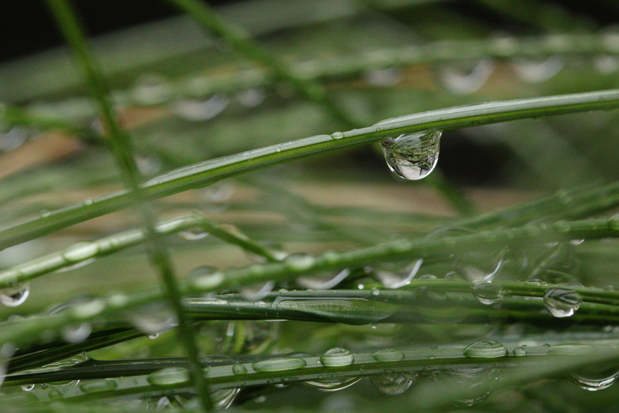 Canon EOS 760D (EOS Rebel T6s / EOS 8000D) + Canon EF 100mm F2.8L Macro IS USM sample photo. Beautiful water drops photography