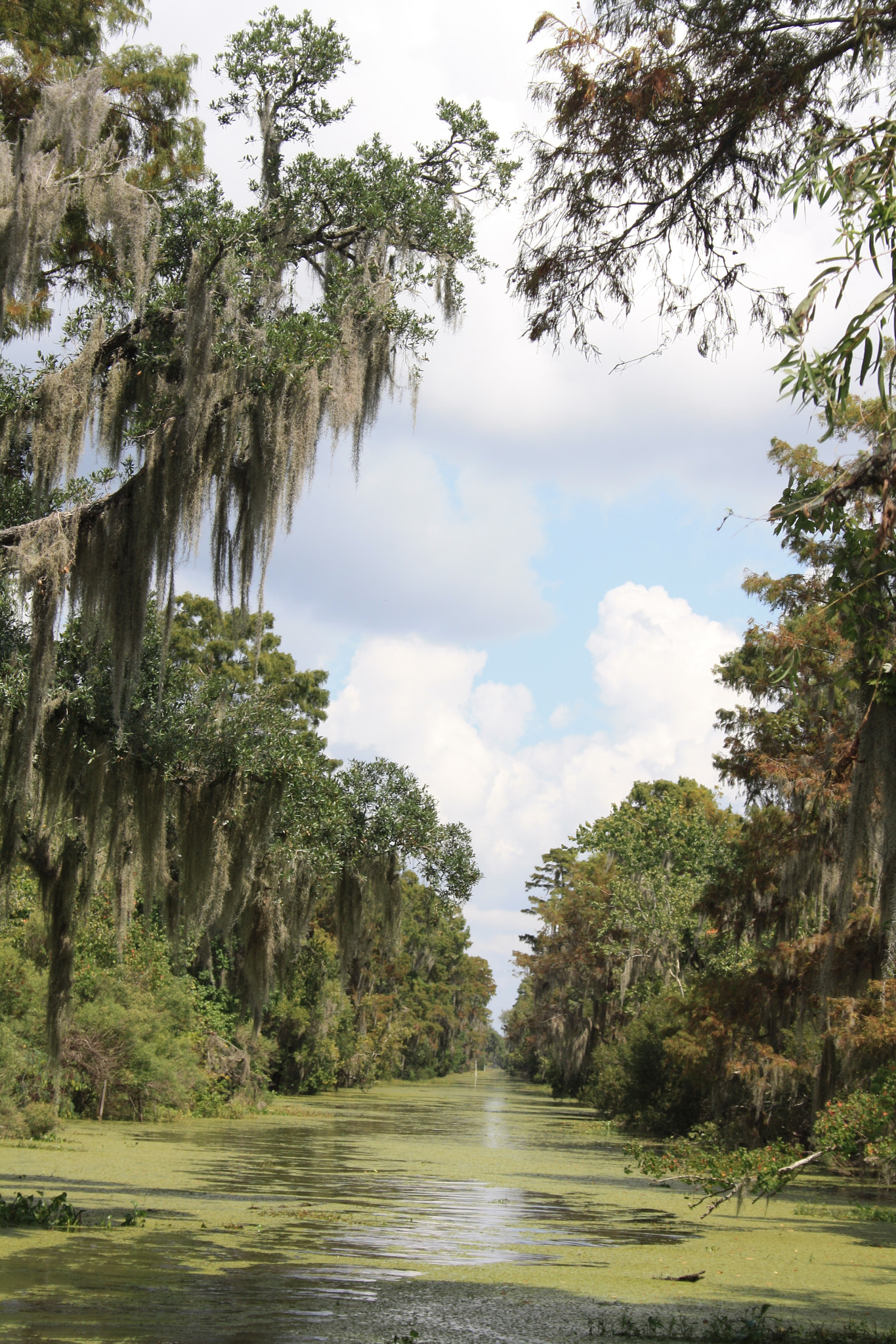 Canon EF-S 18-55mm F3.5-5.6 II sample photo. Louisianne photography