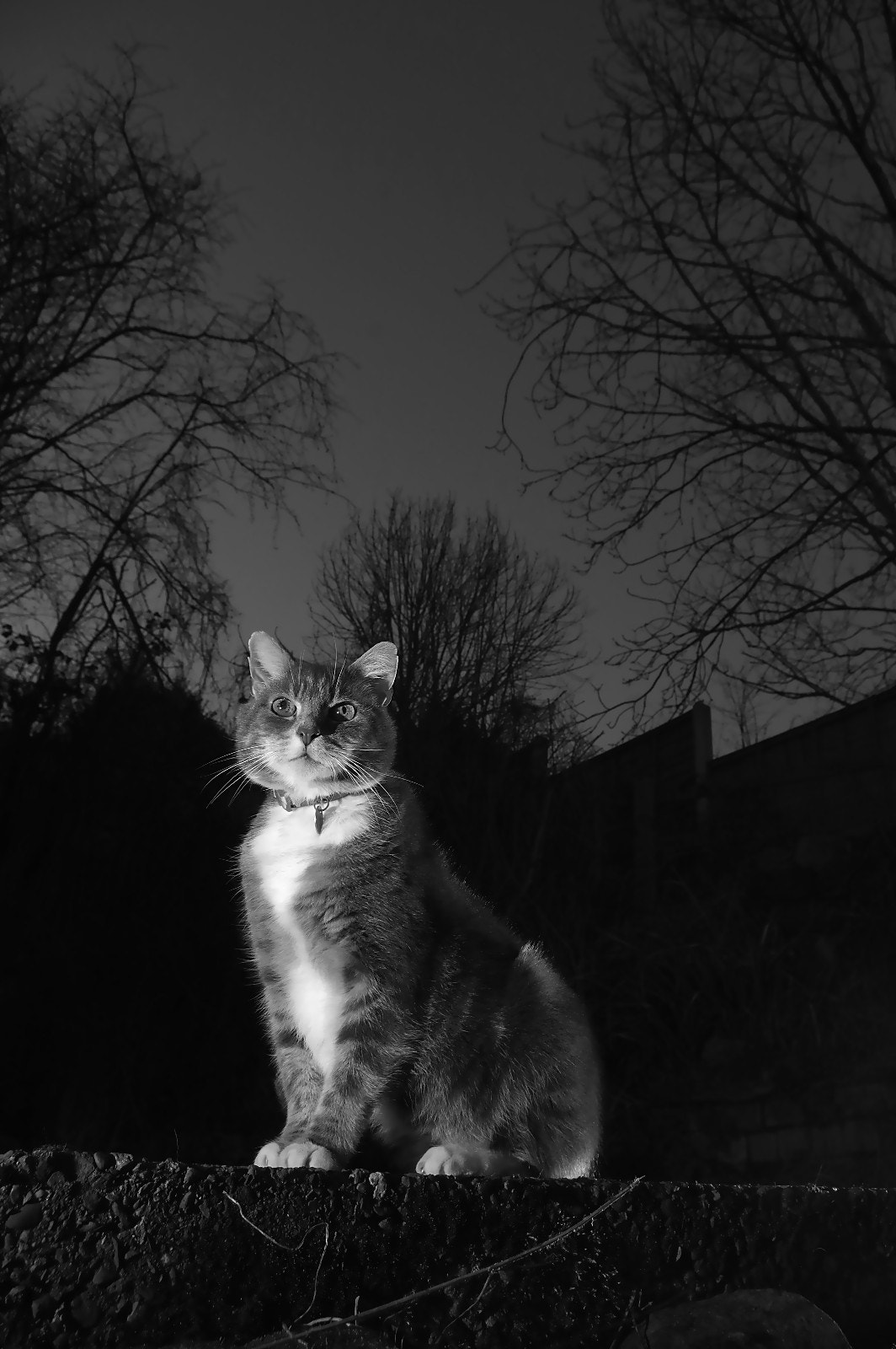 Pentax K-3 sample photo. Night hunter photography