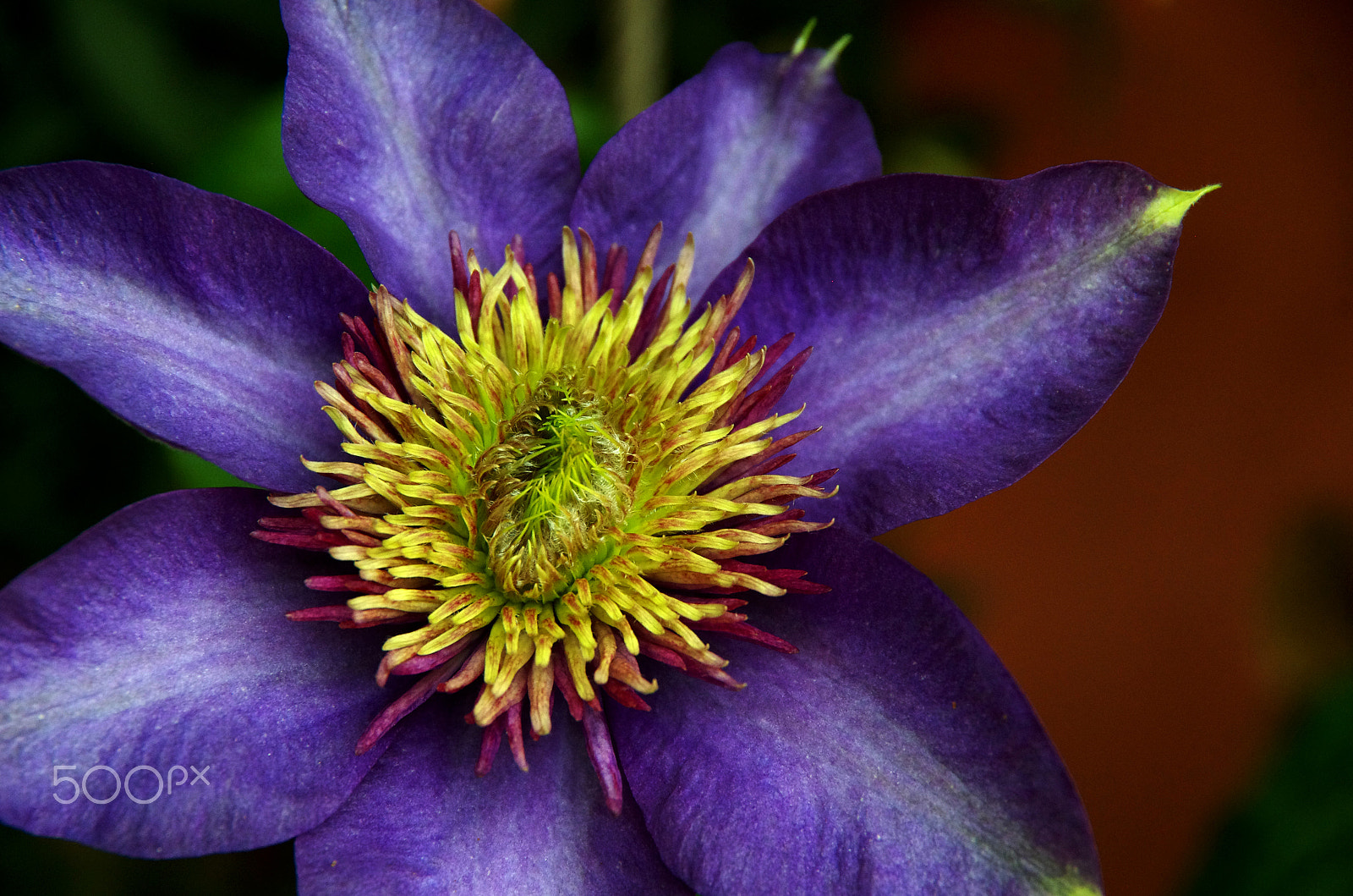Pentax K-5 sample photo. Star of the show photography