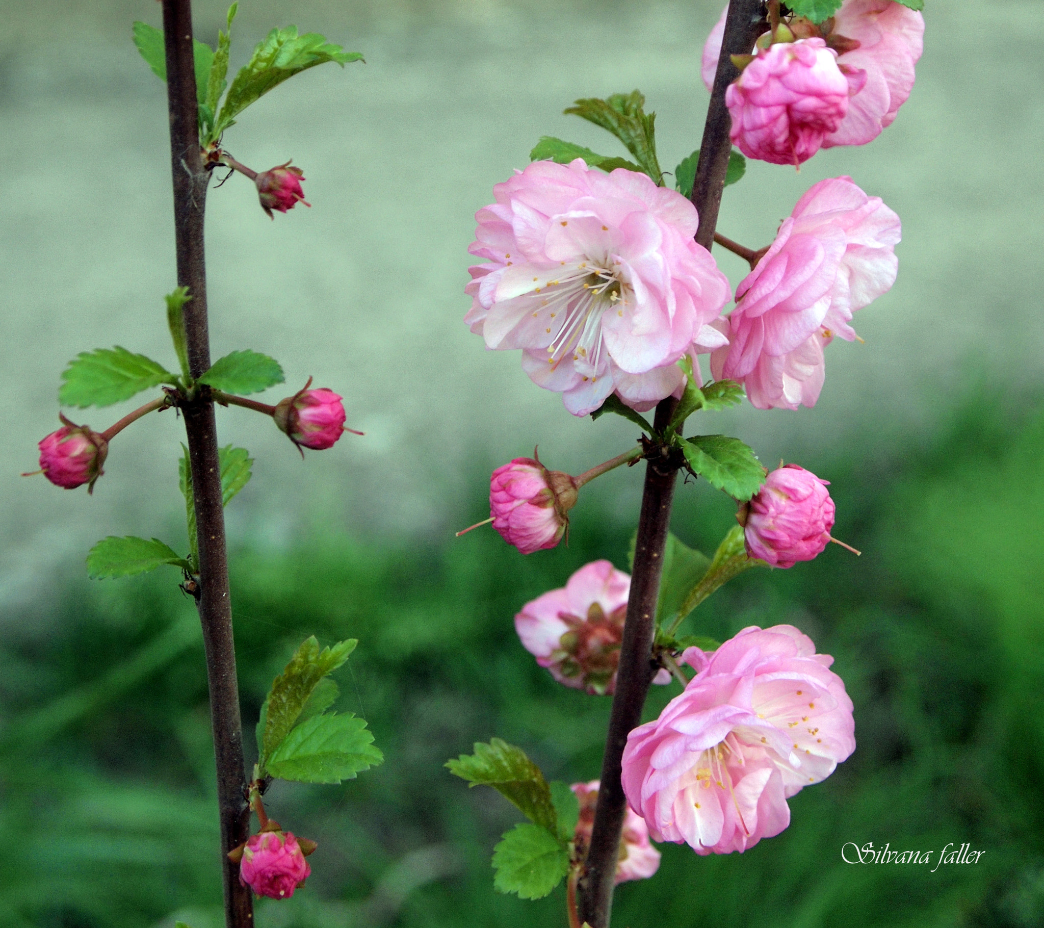 Olympus PEN E-P2 sample photo. Spring is in the air photography