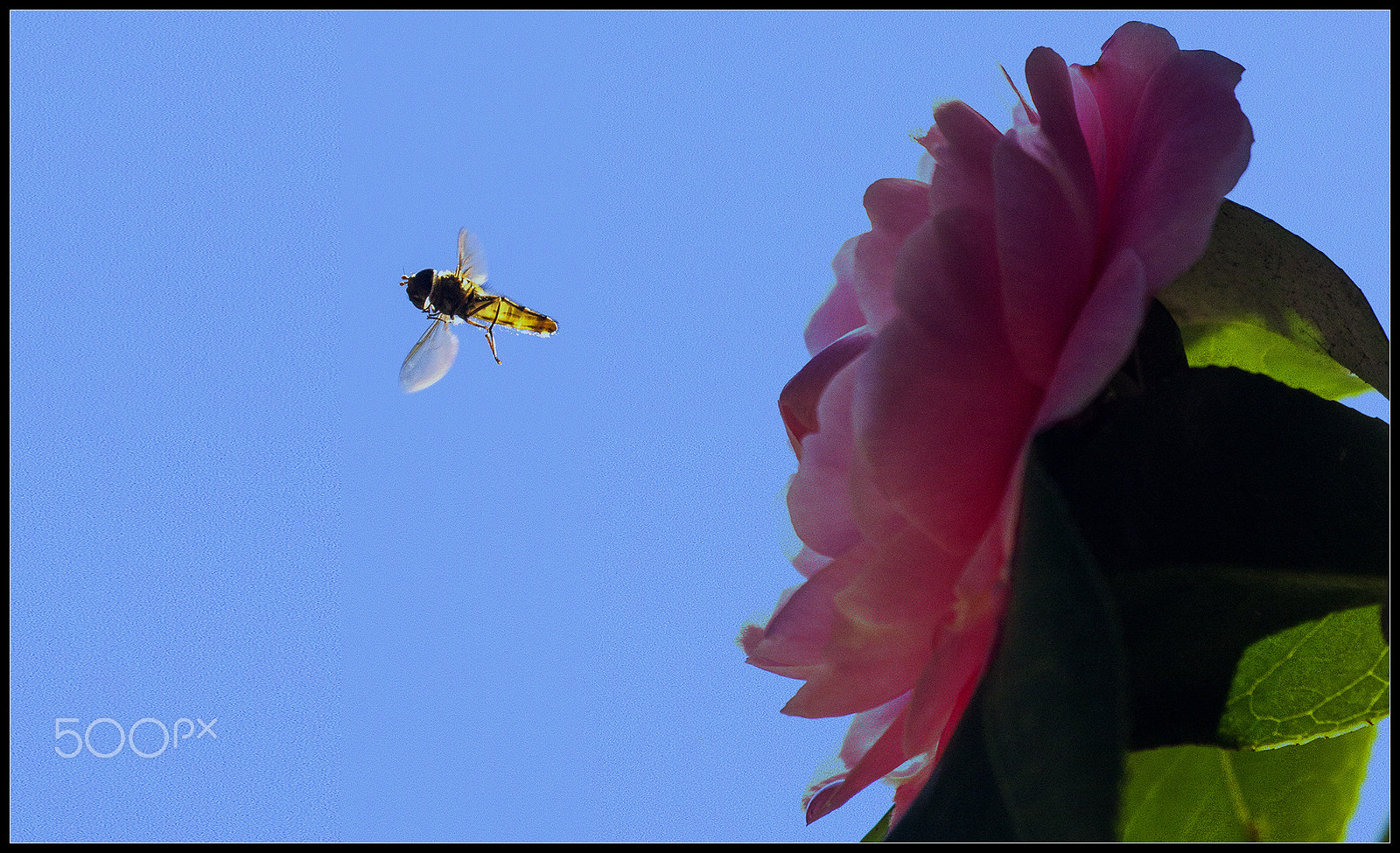 Canon EF 100-400mm F4.5-5.6L IS USM sample photo. Flowers & insects - fiori & insetti photography