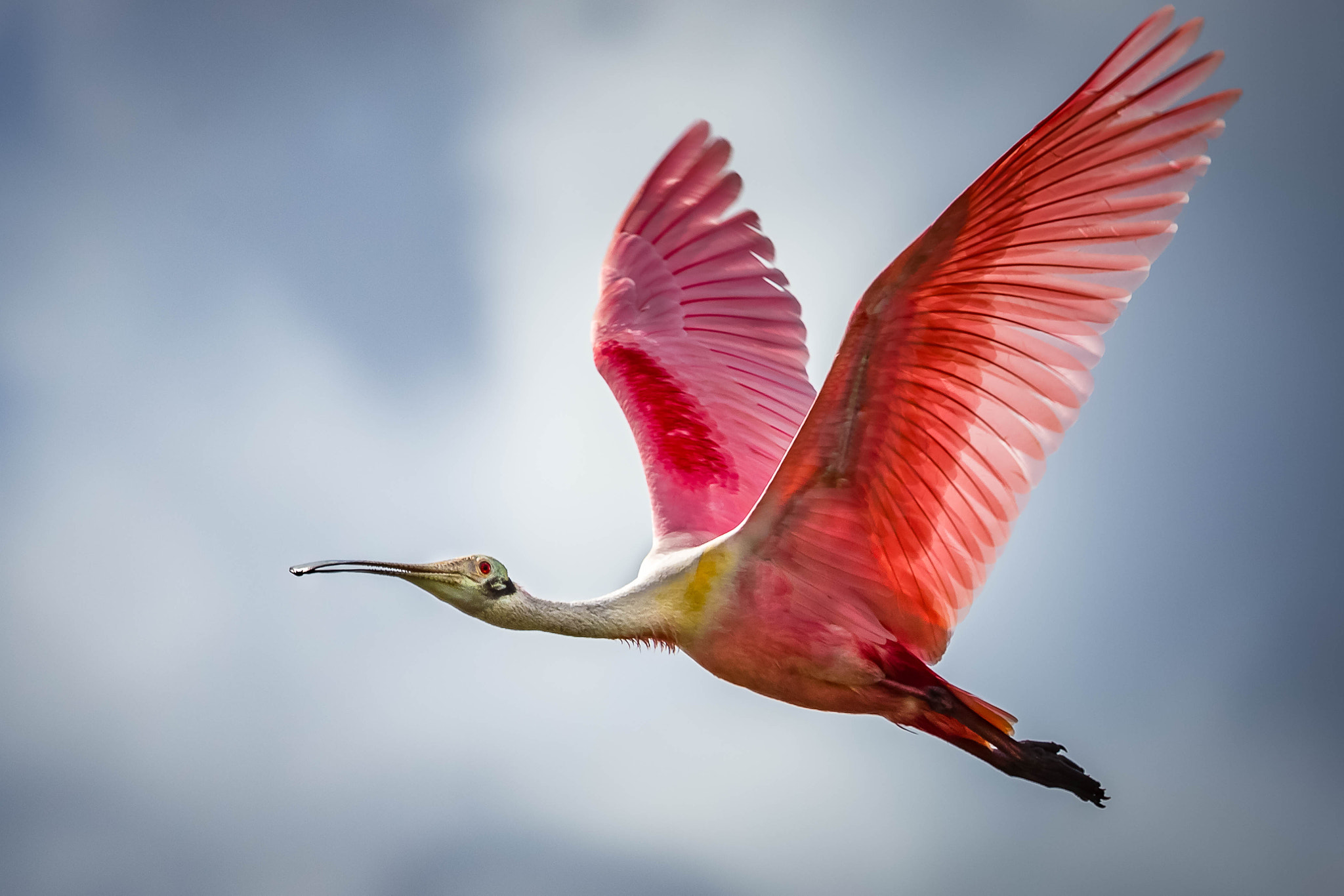 Canon EOS 7D Mark II + Canon EF 100-400mm F4.5-5.6L IS USM sample photo. Spoonbill photography