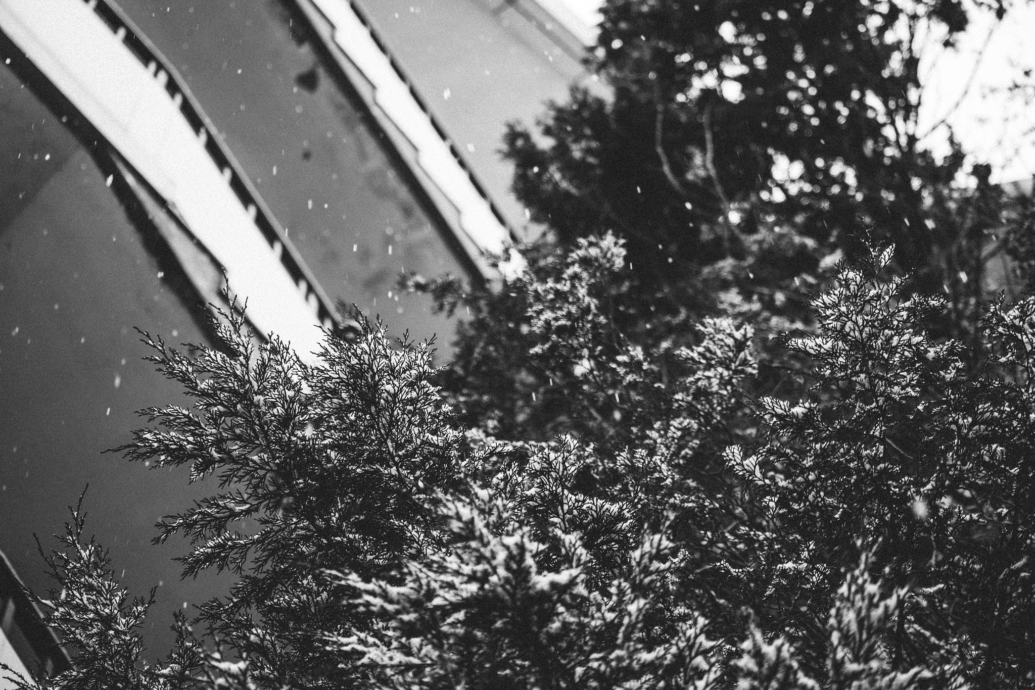 Canon EF-S 55-250mm F4-5.6 IS STM sample photo. Tree and snow photography