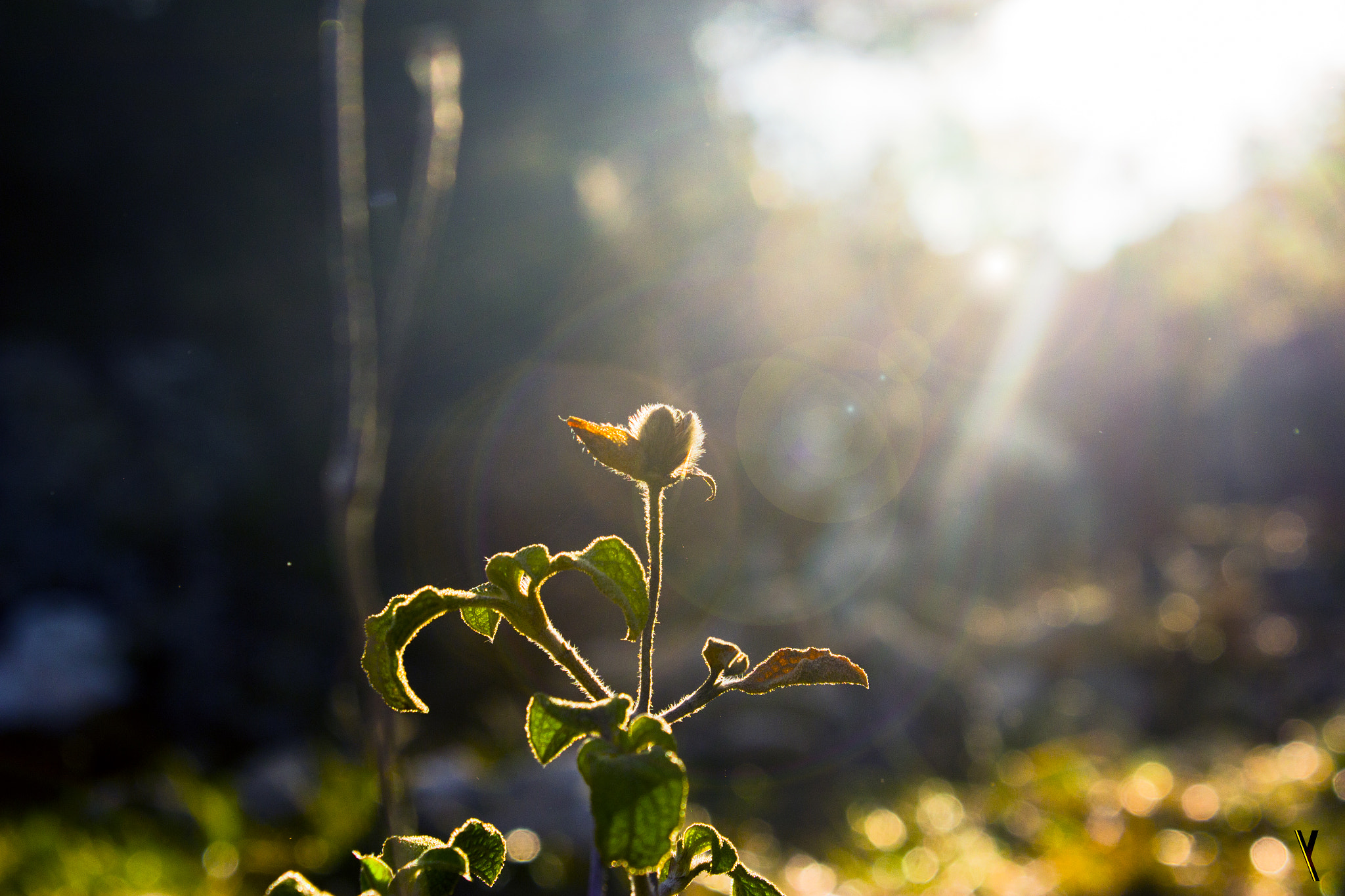 Canon EOS 650D (EOS Rebel T4i / EOS Kiss X6i) sample photo. Close up photography