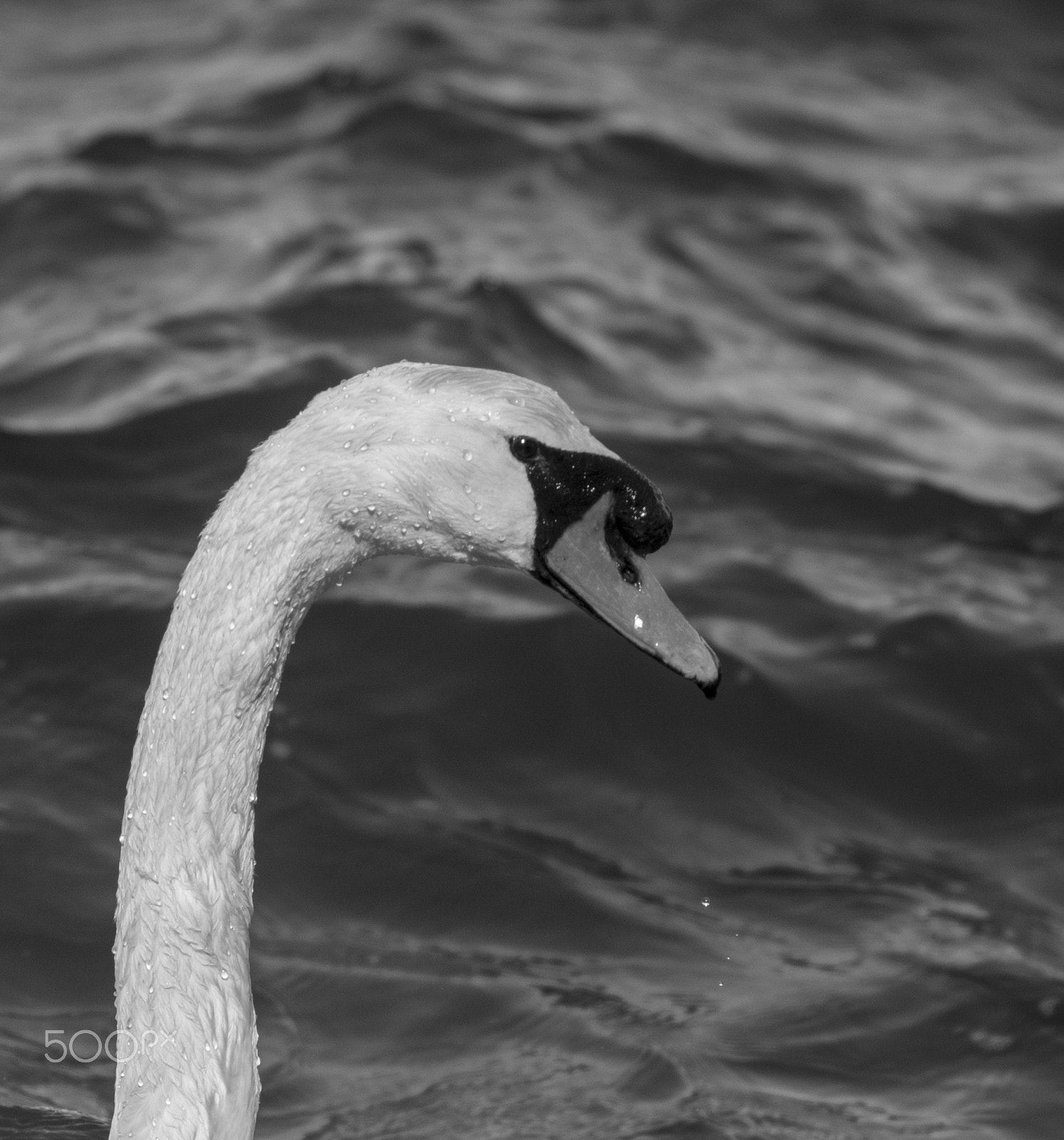 Pentax K-5 sample photo. Swan photography