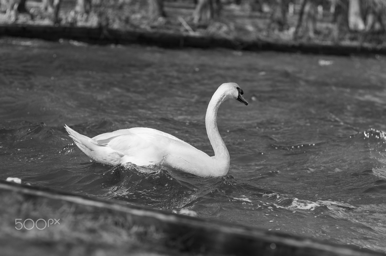 Pentax K-5 sample photo. Swan photography