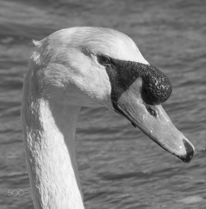 Pentax K-5 sample photo. Swan photography