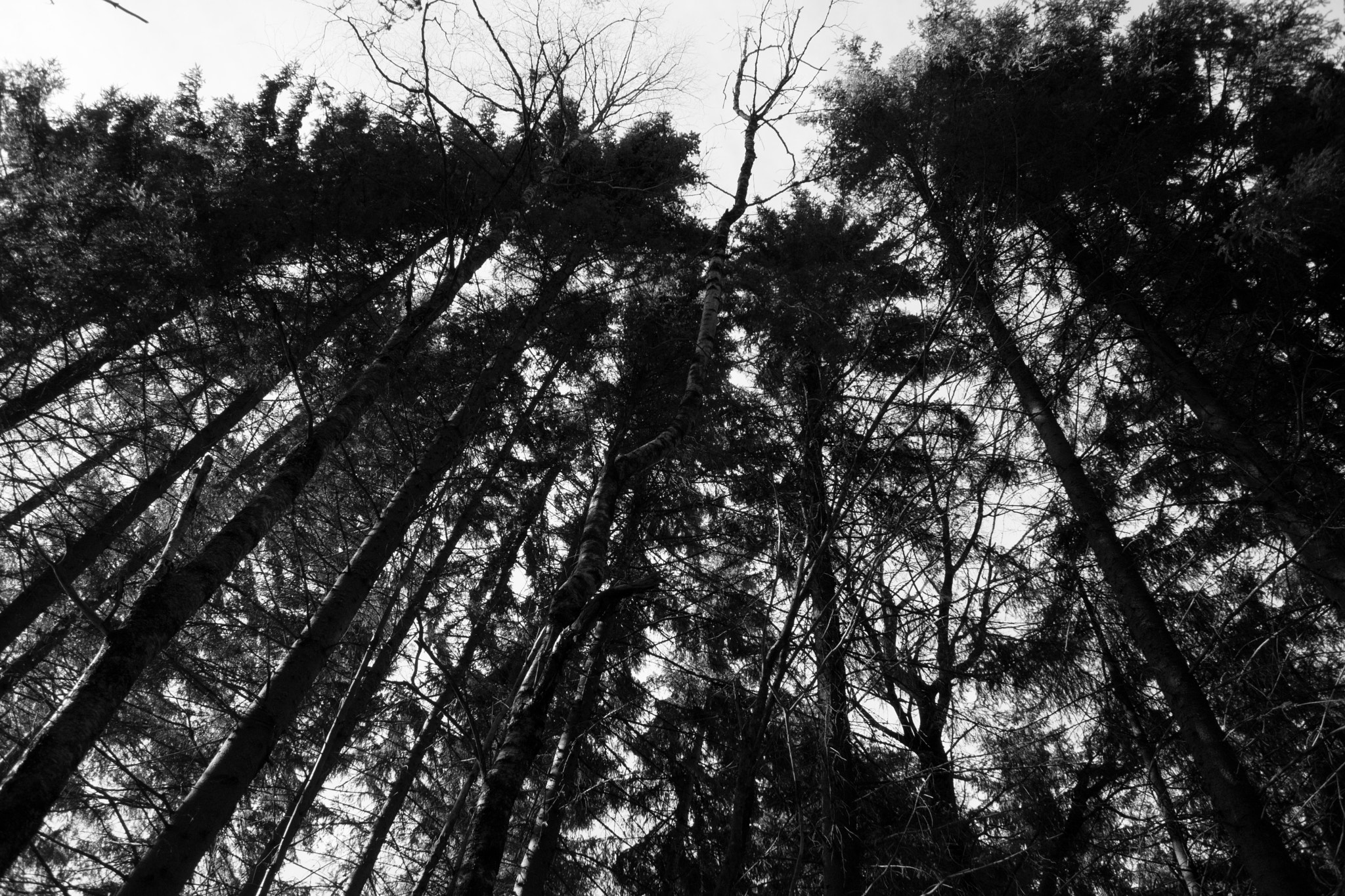 Nikon 1 J5 sample photo. Blakerstrand photography