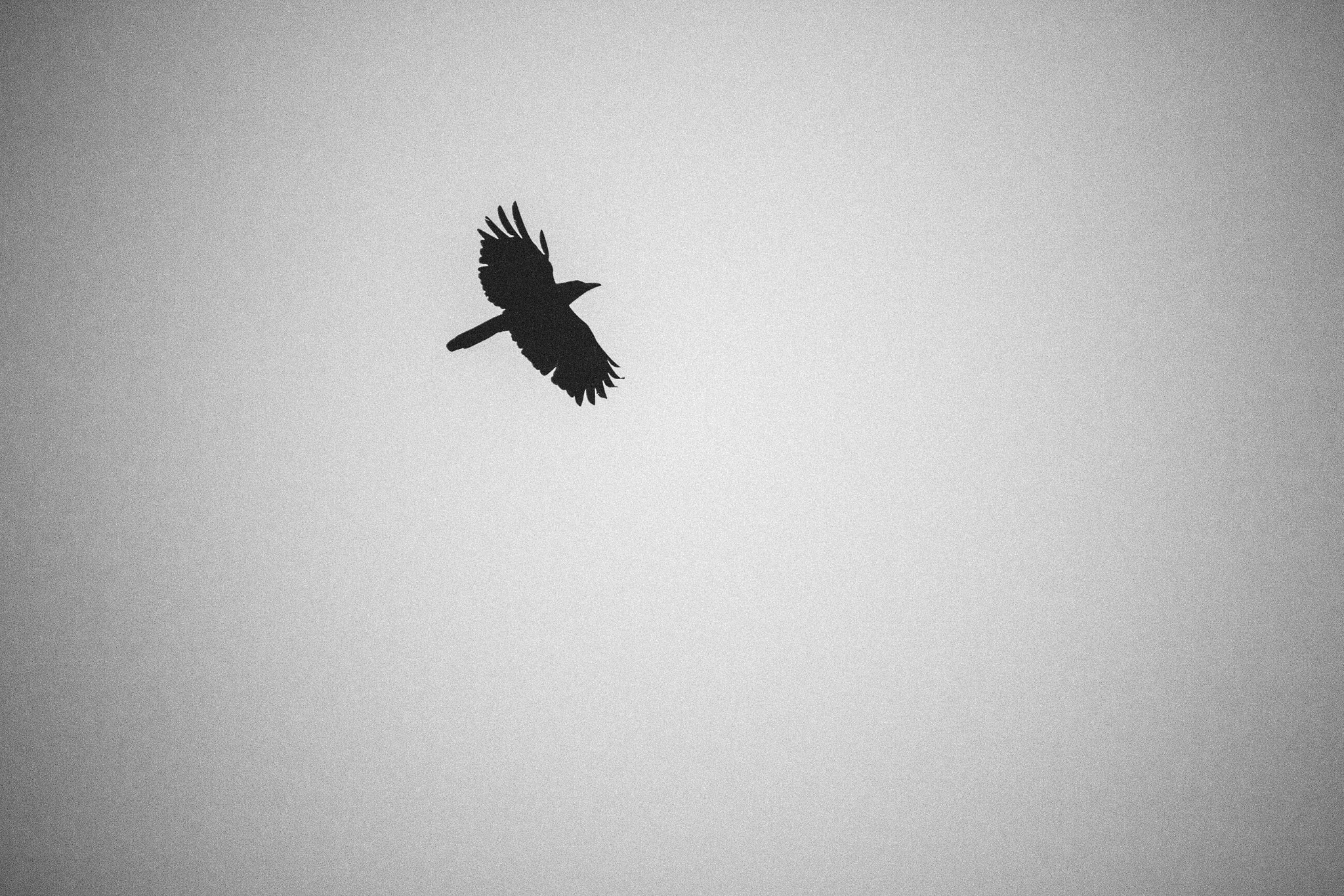 Canon EF-S 55-250mm F4-5.6 IS STM sample photo. Bird in sky photography