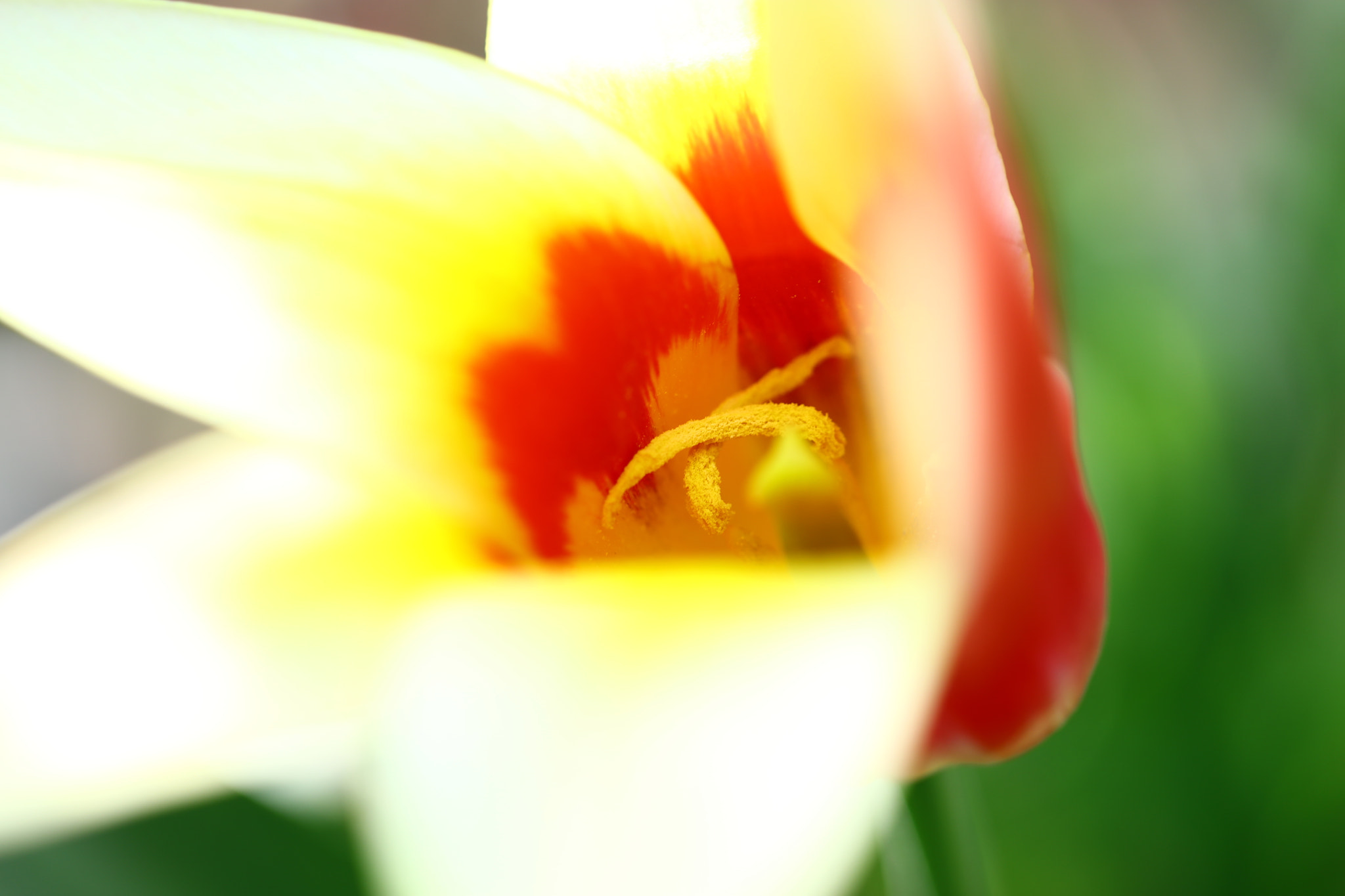 Canon EF 100mm F2.8L Macro IS USM sample photo. Open secred of the flower photography