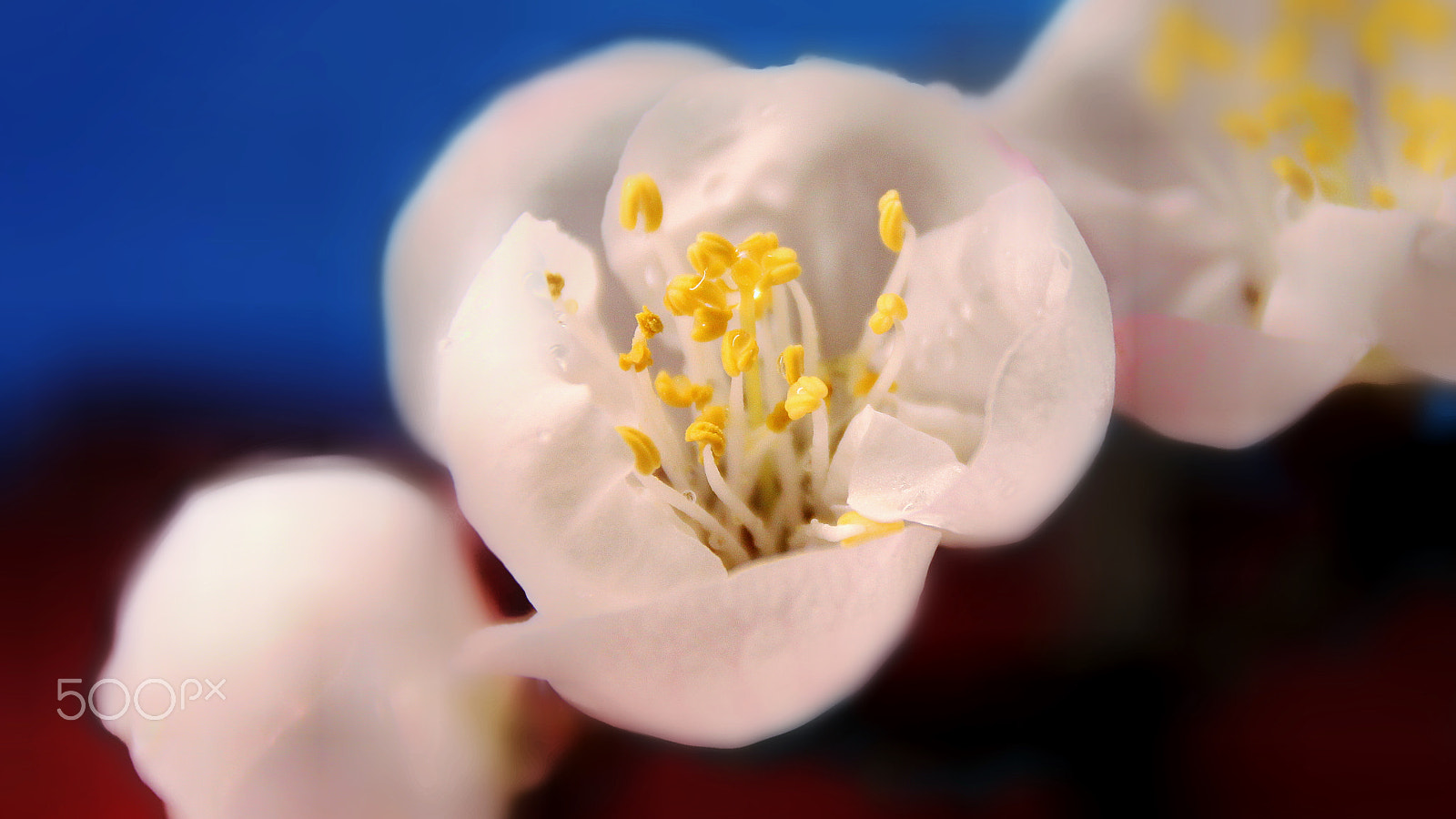 Canon EOS 550D (EOS Rebel T2i / EOS Kiss X4) sample photo. 你的照片 photography
