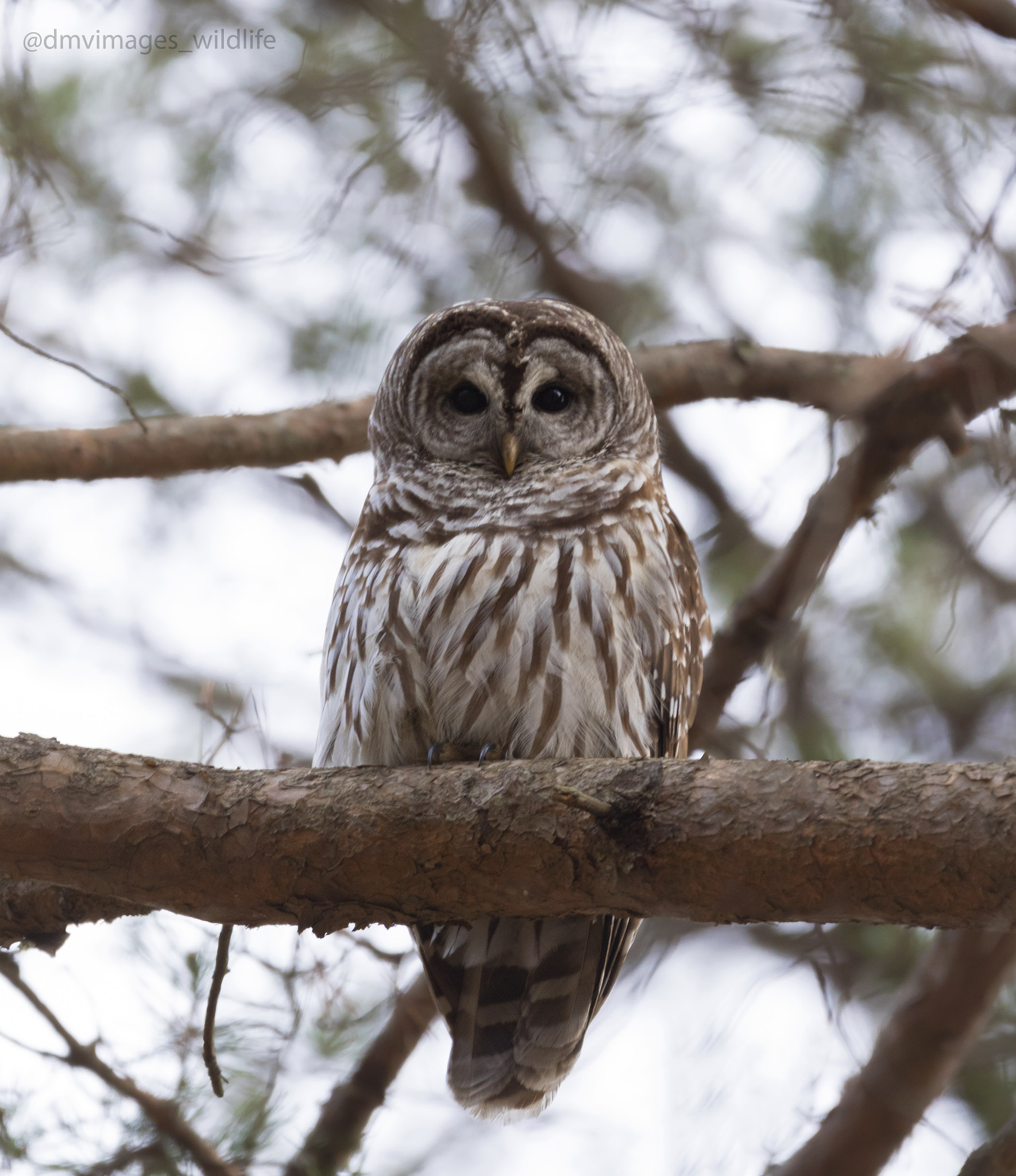 Canon EF 500mm F4L IS USM sample photo. Barred owl  photography