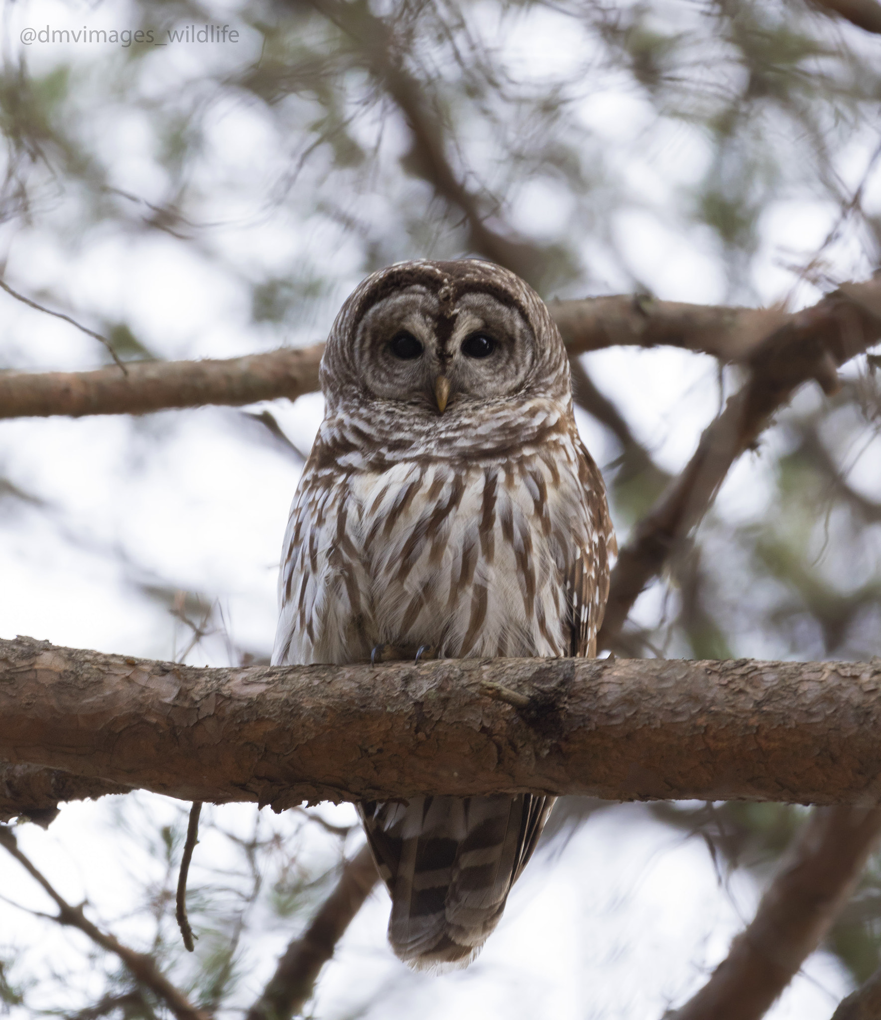 Canon EOS 7D Mark II sample photo. Barred owl  photography