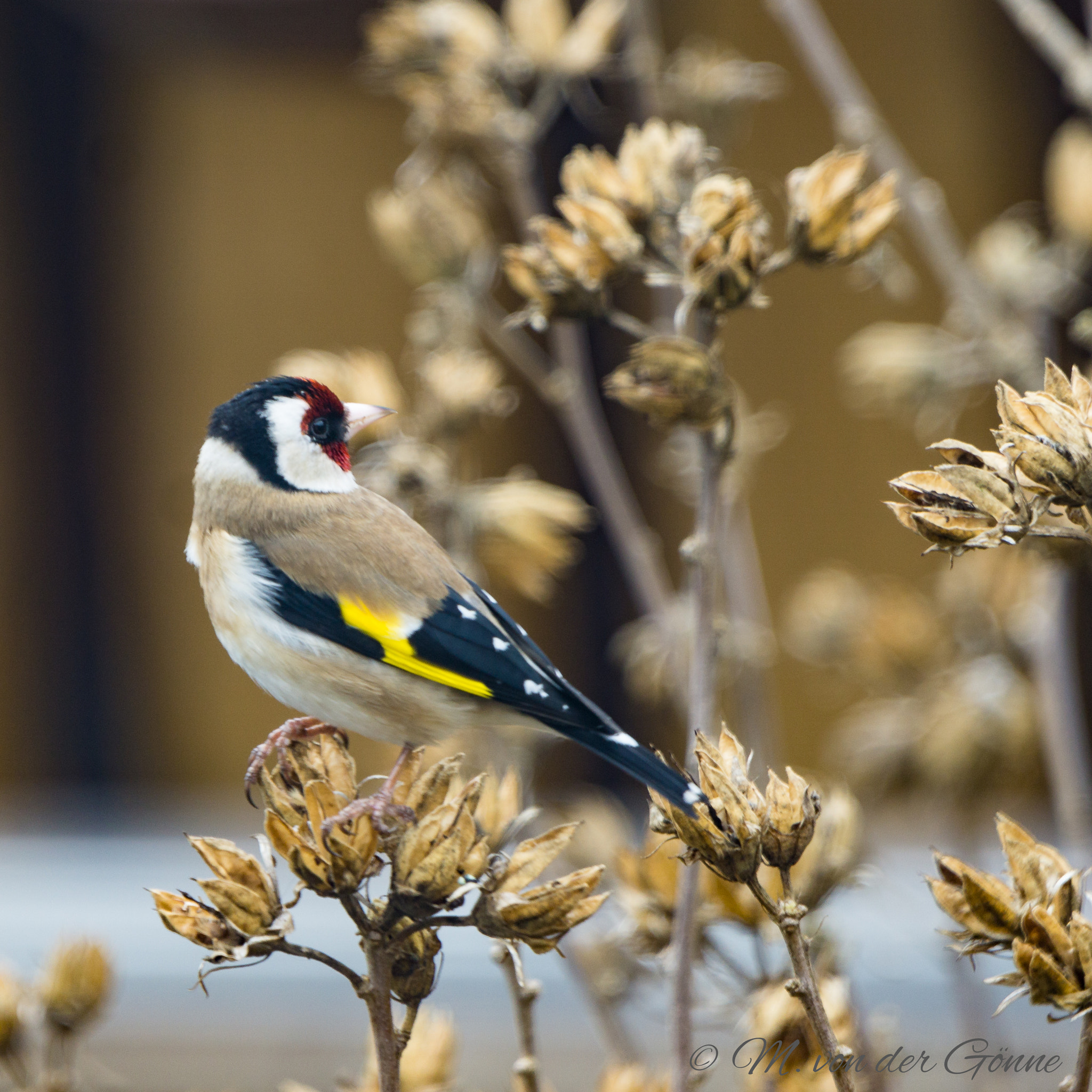 Sony a6000 + Sony 70-400mm F4-5.6 G SSM sample photo. Stieglitz photography