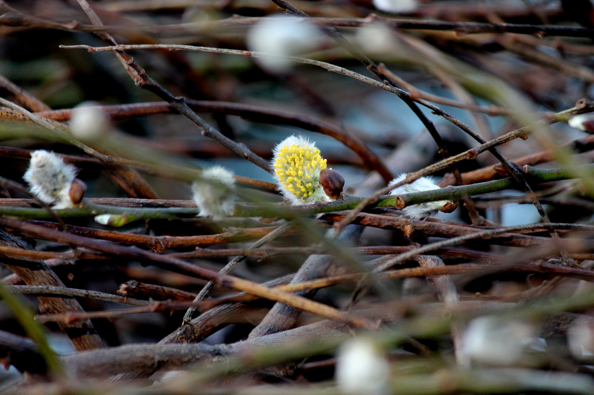 Canon EF-S 55-250mm F4-5.6 IS sample photo. Wake up spring photography