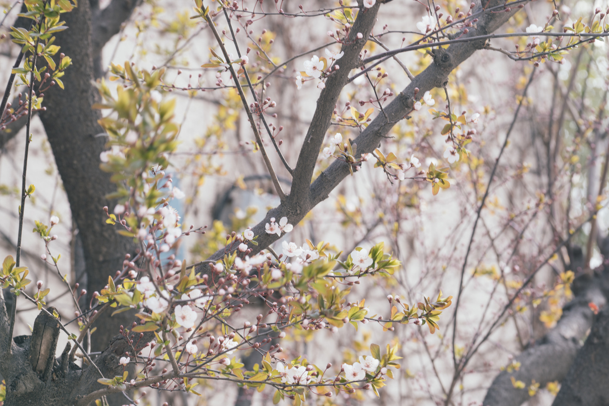 Sony a7R II + Sony FE 70-200mm F4 G OSS sample photo. Flower under sunlight photography